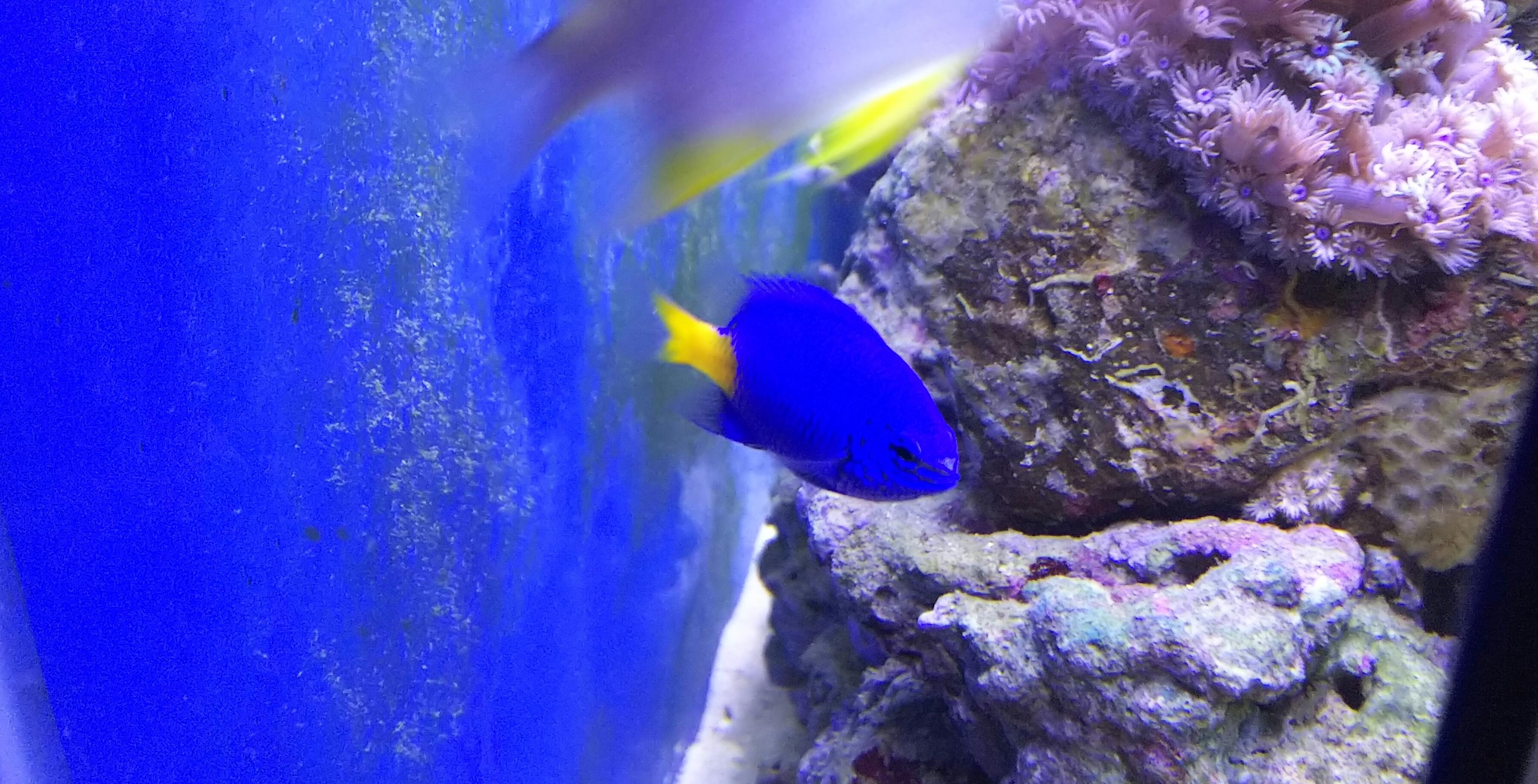 こちらはシリキルリスズメダイ