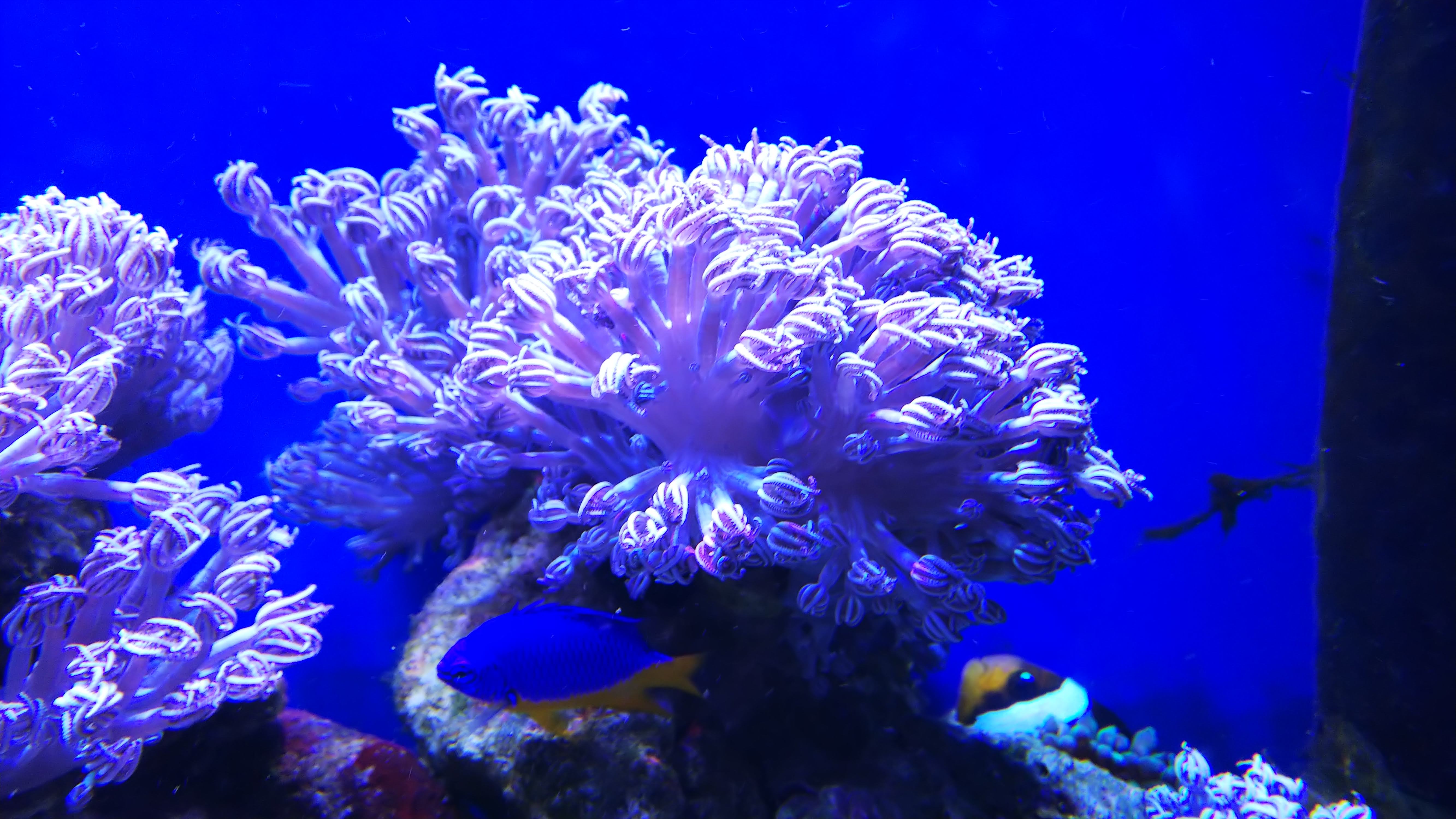 ロイヤルダムセル_サンゴ