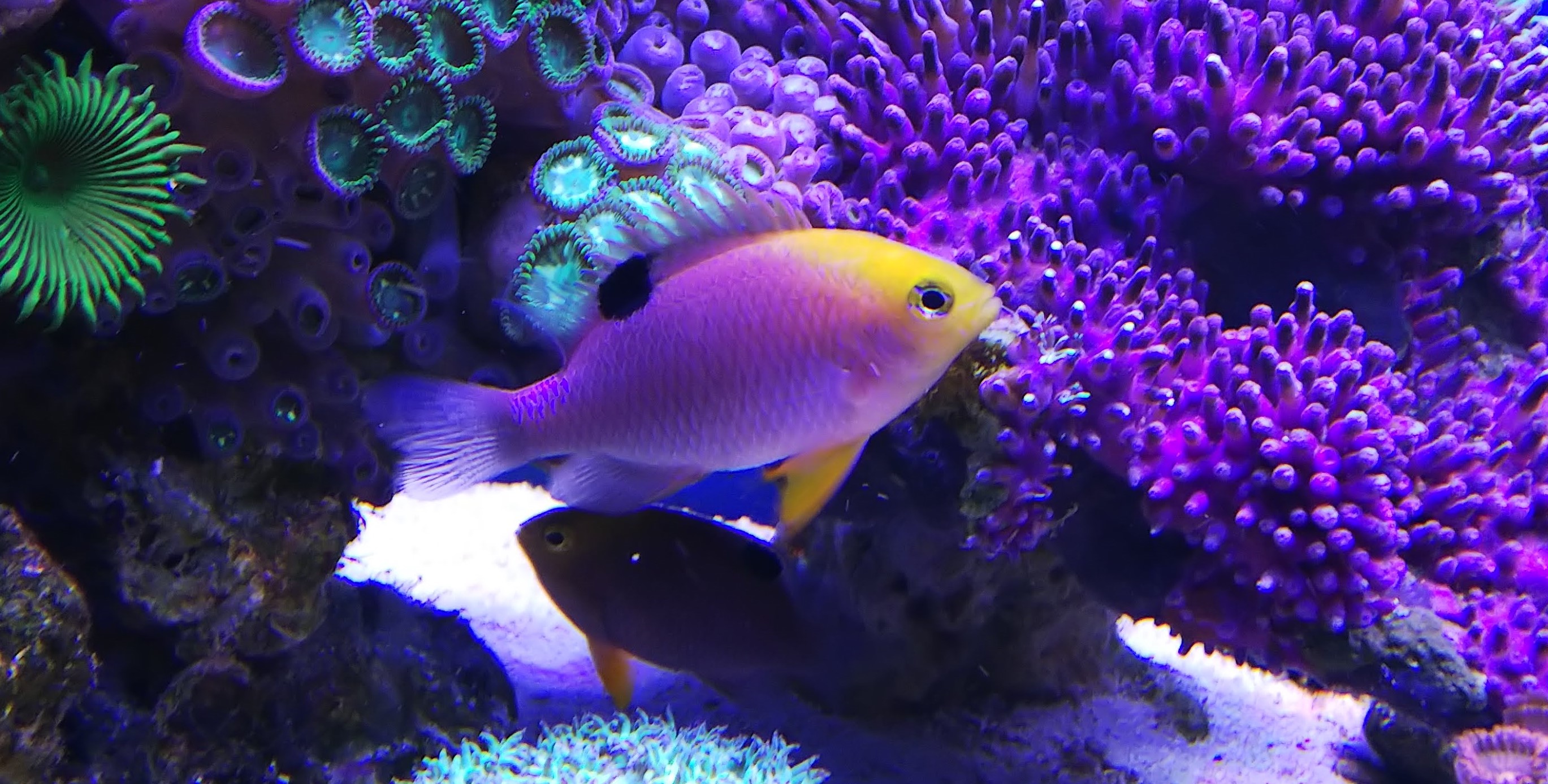 トールポッツダムセル