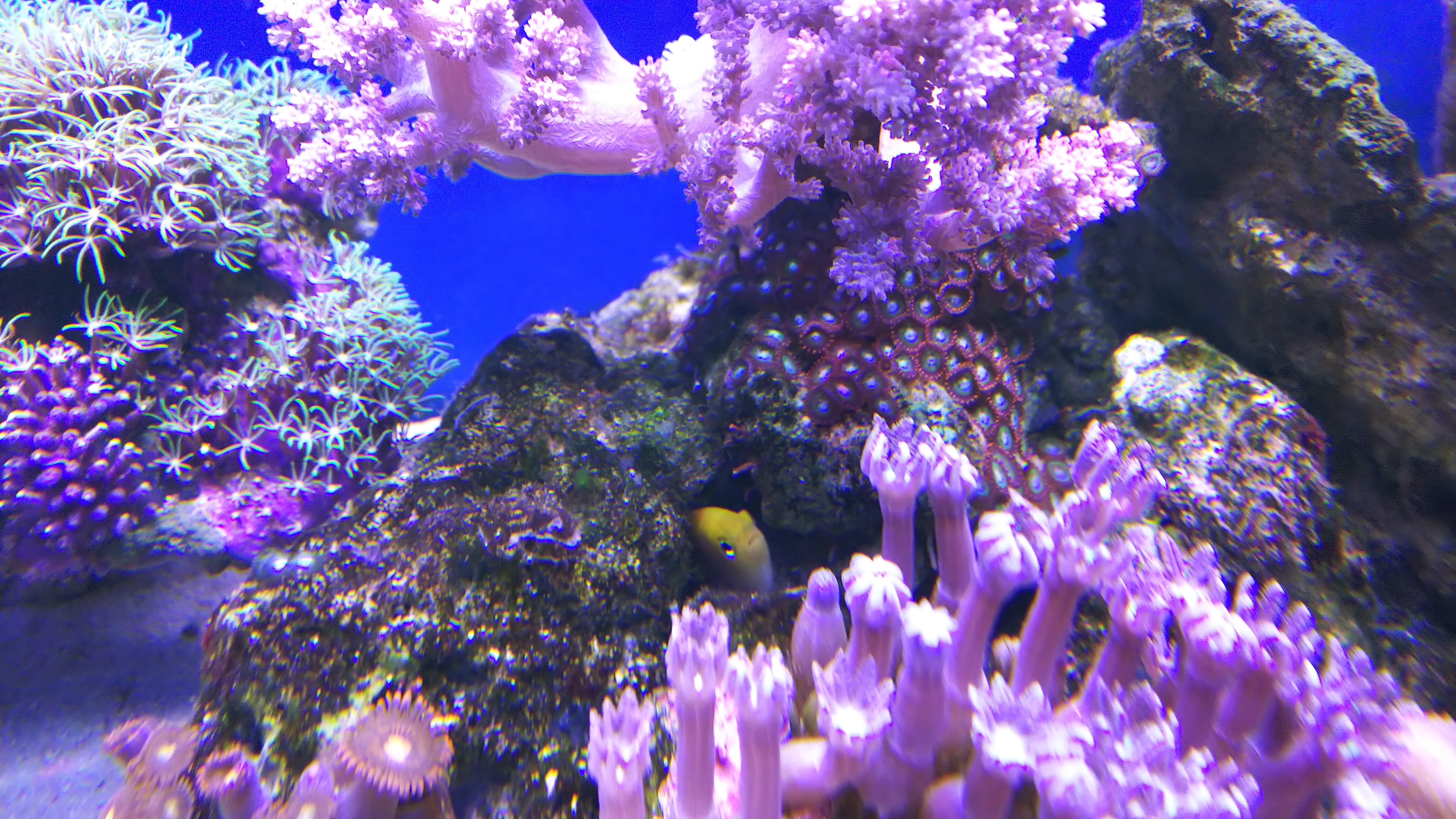 トールポッツダムセル_隠れる