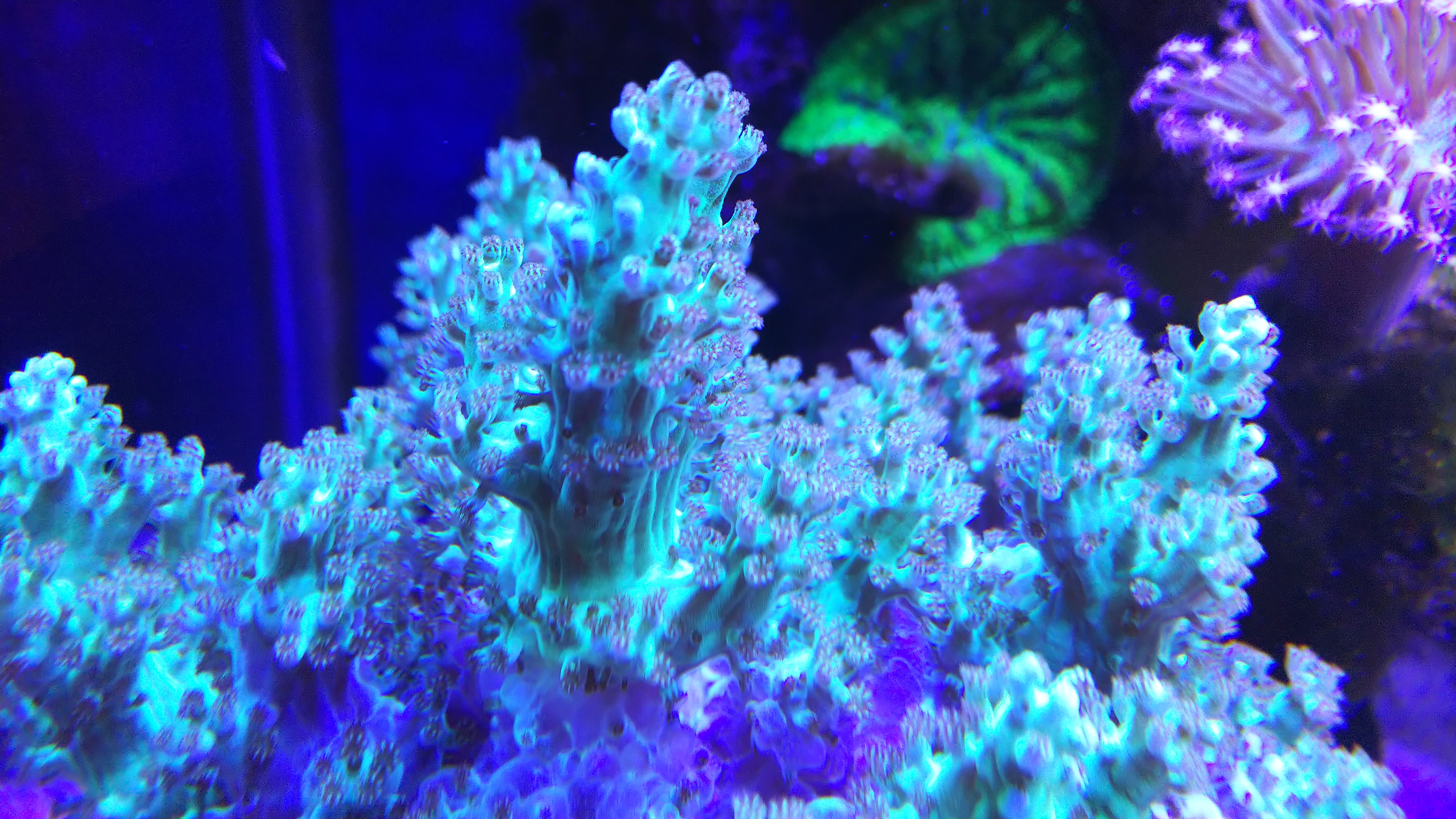 カラフトサカ１