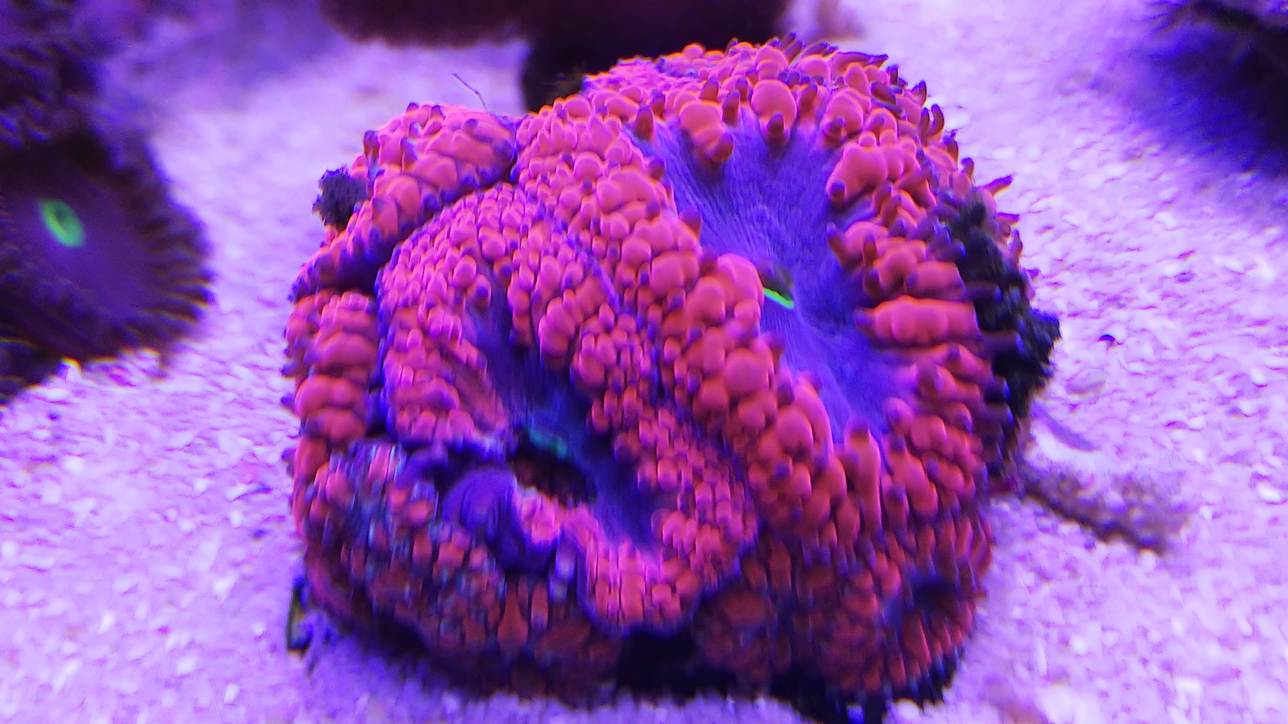 オオタバサンゴ