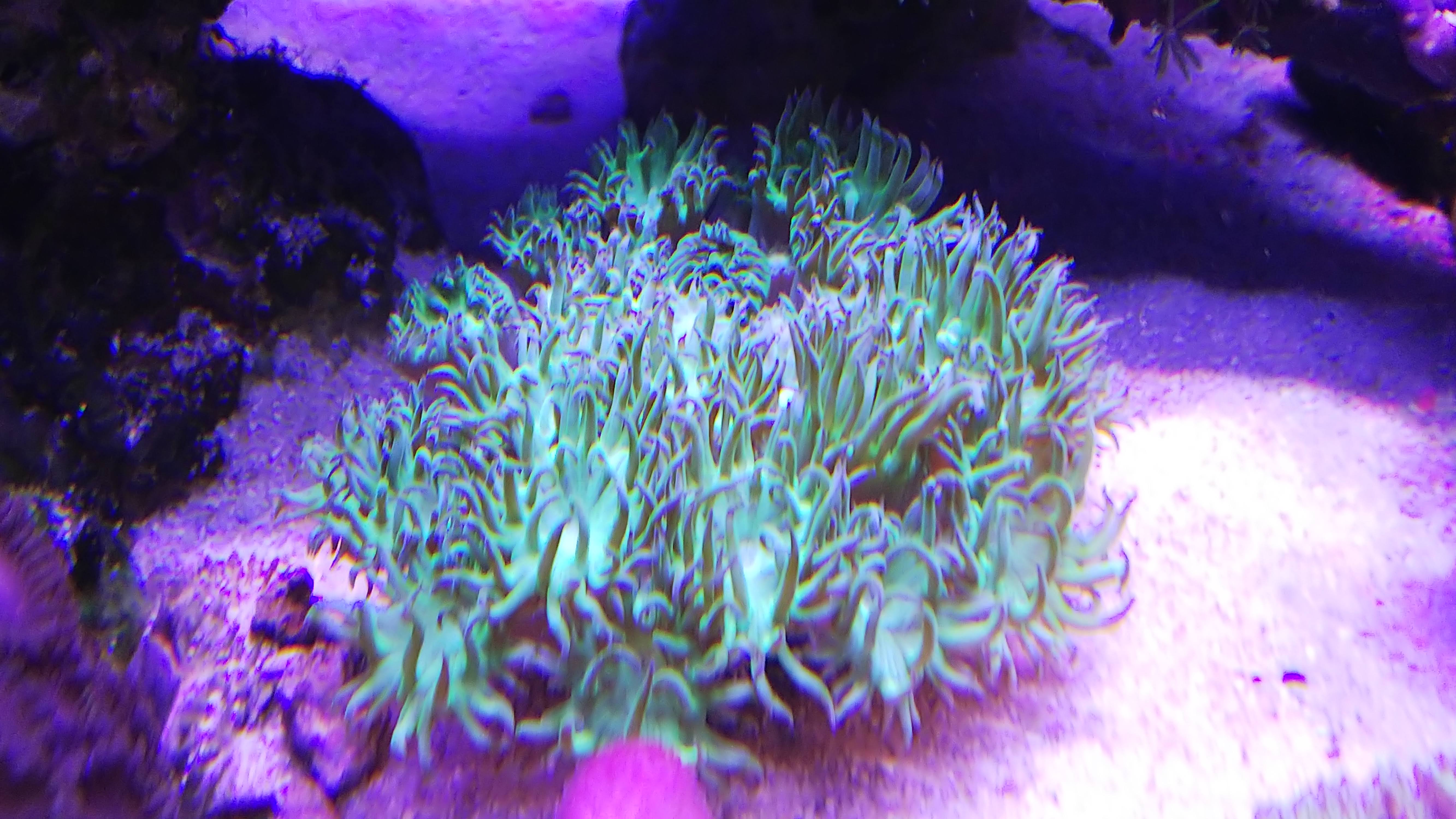 スリバチサンゴ