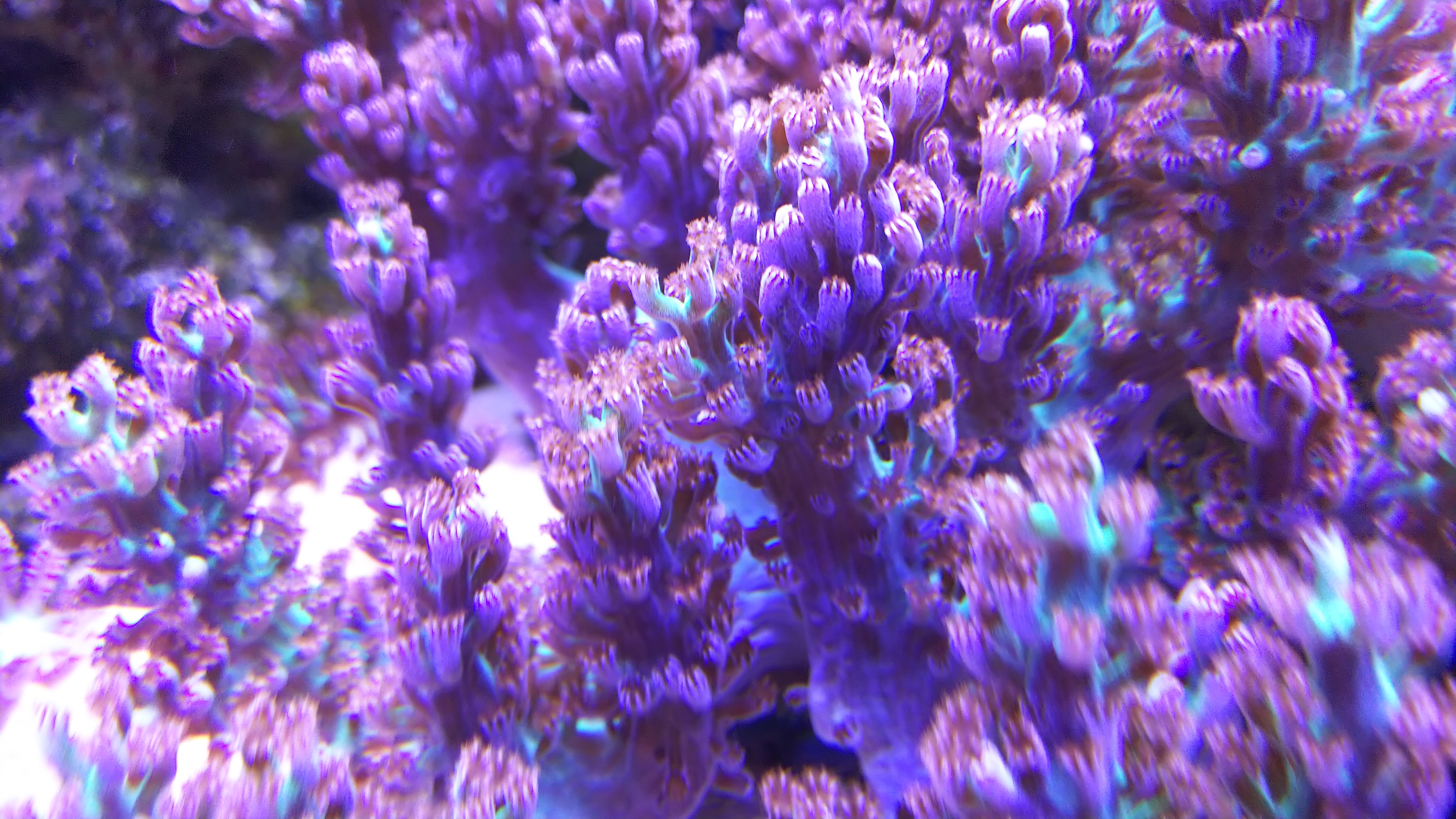 カラフトサカ２