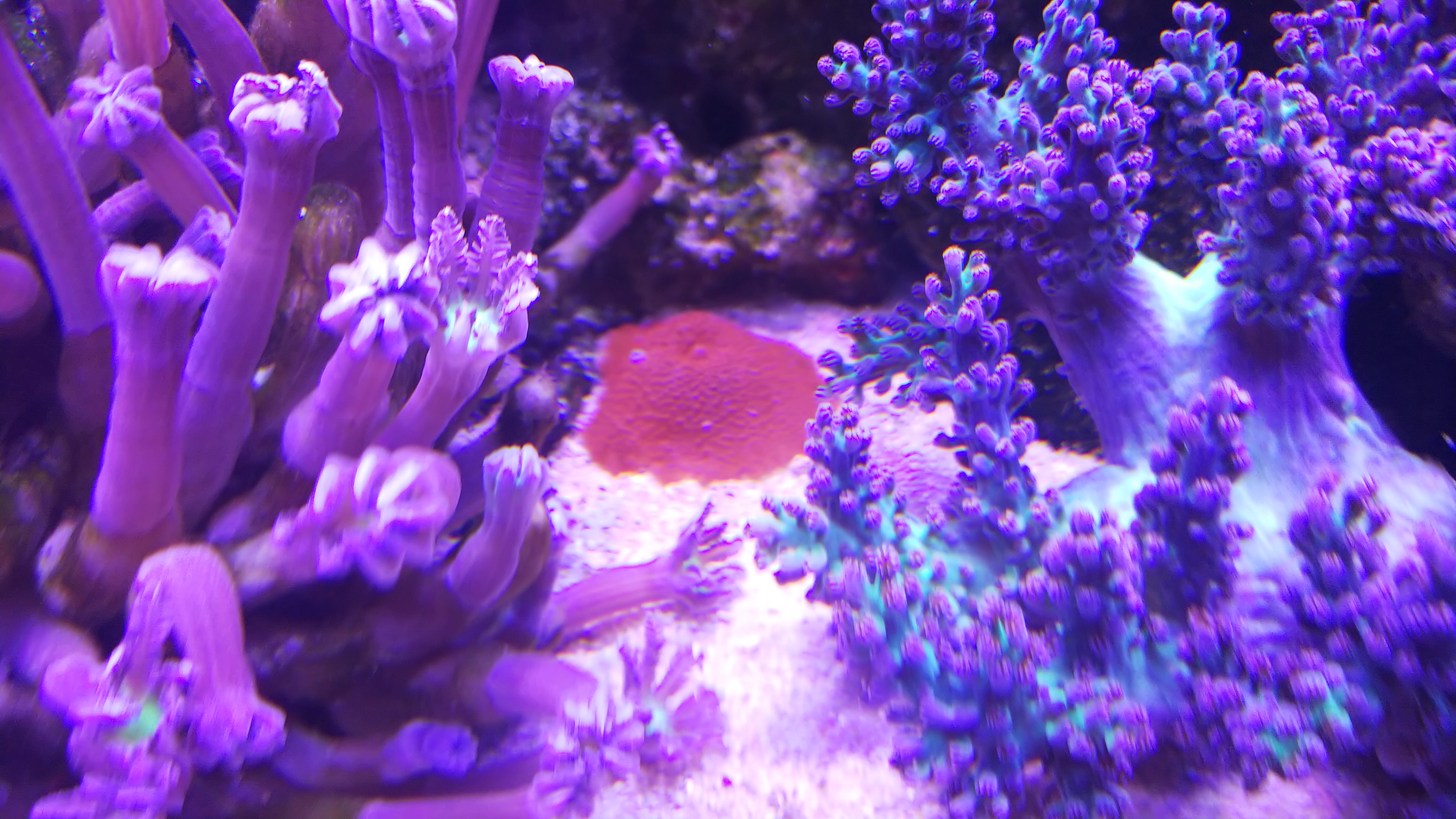 ディスクコーラル