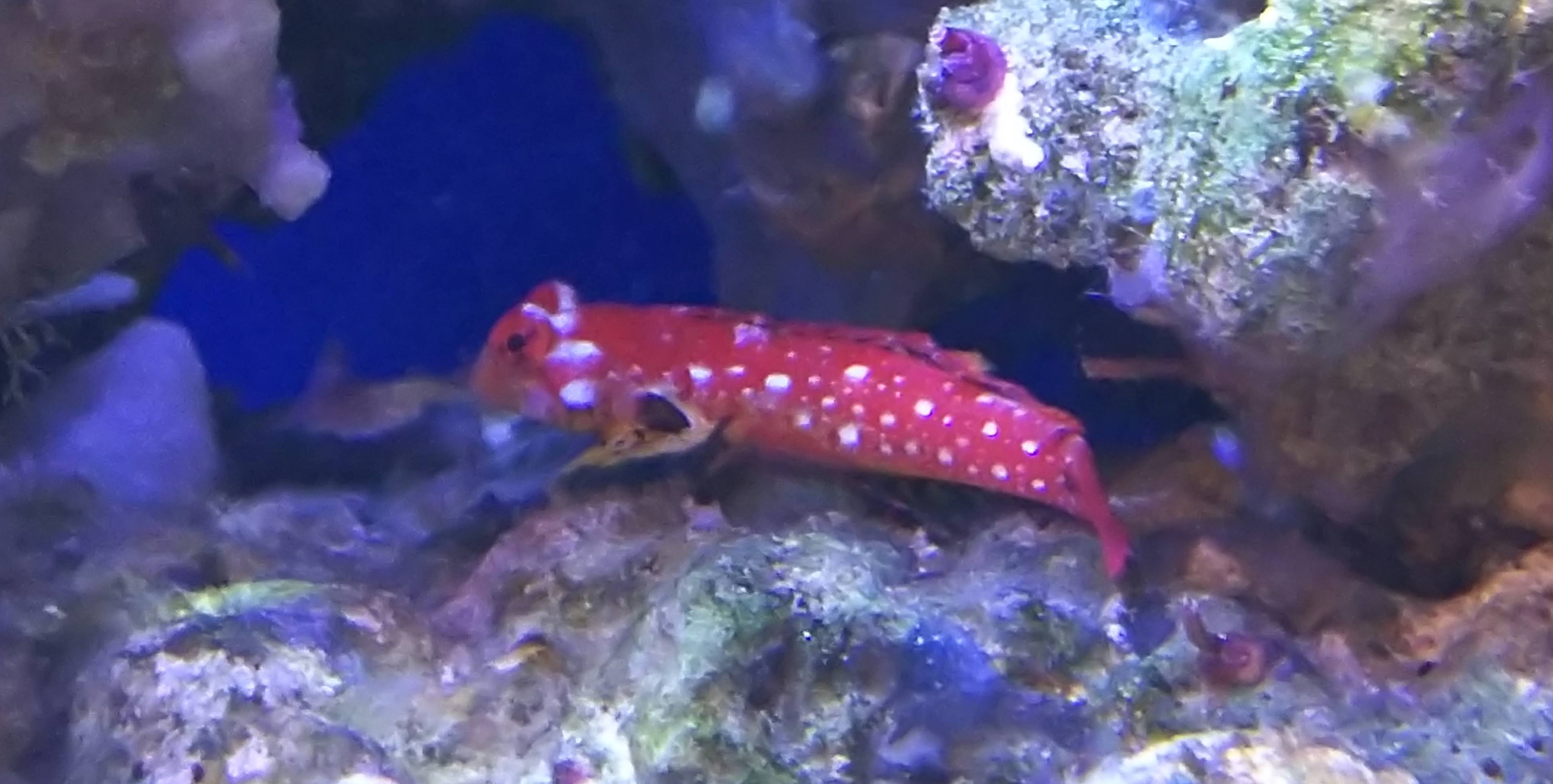 ルビードラゴネット