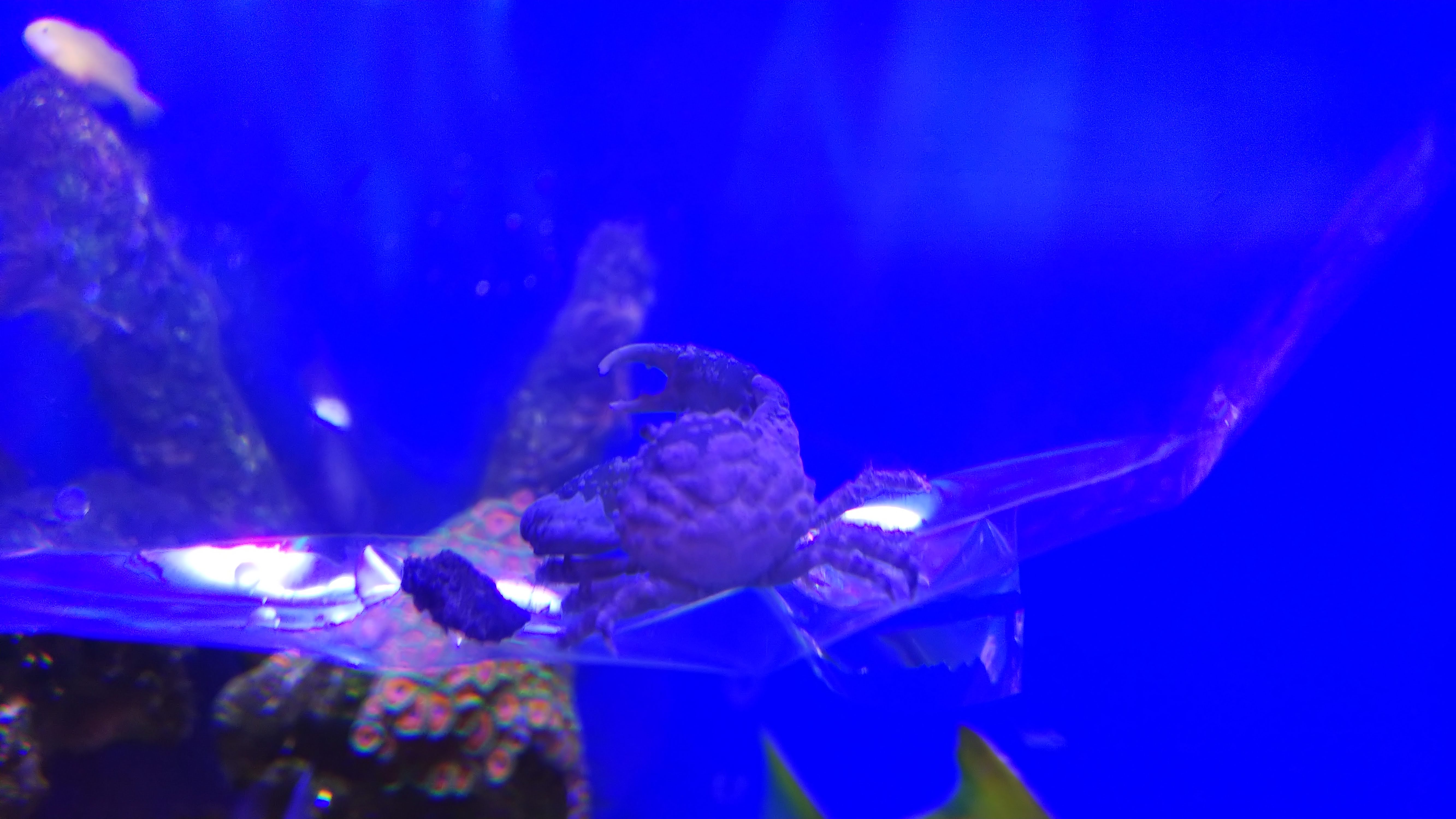 エメラルドグリーンクラブ