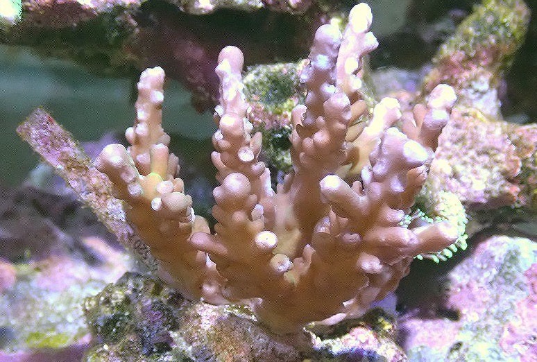 ミドリイシ_茶_サイト