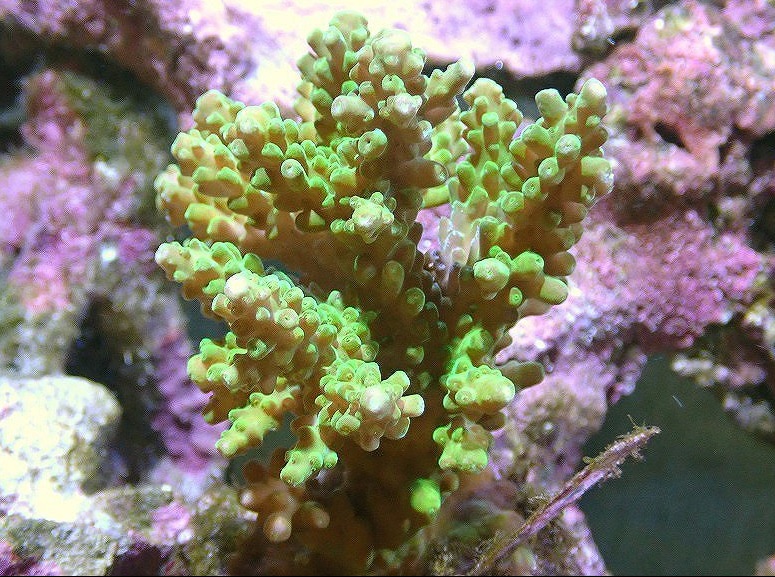 ミドリイシ_緑_サイト