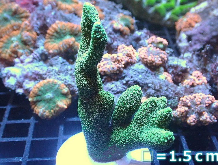 エダコモン_サイト