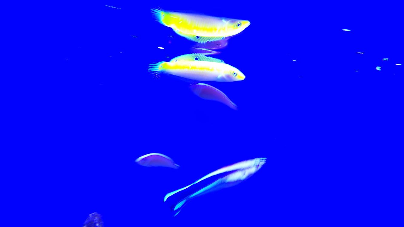 インディアンカナリーラス