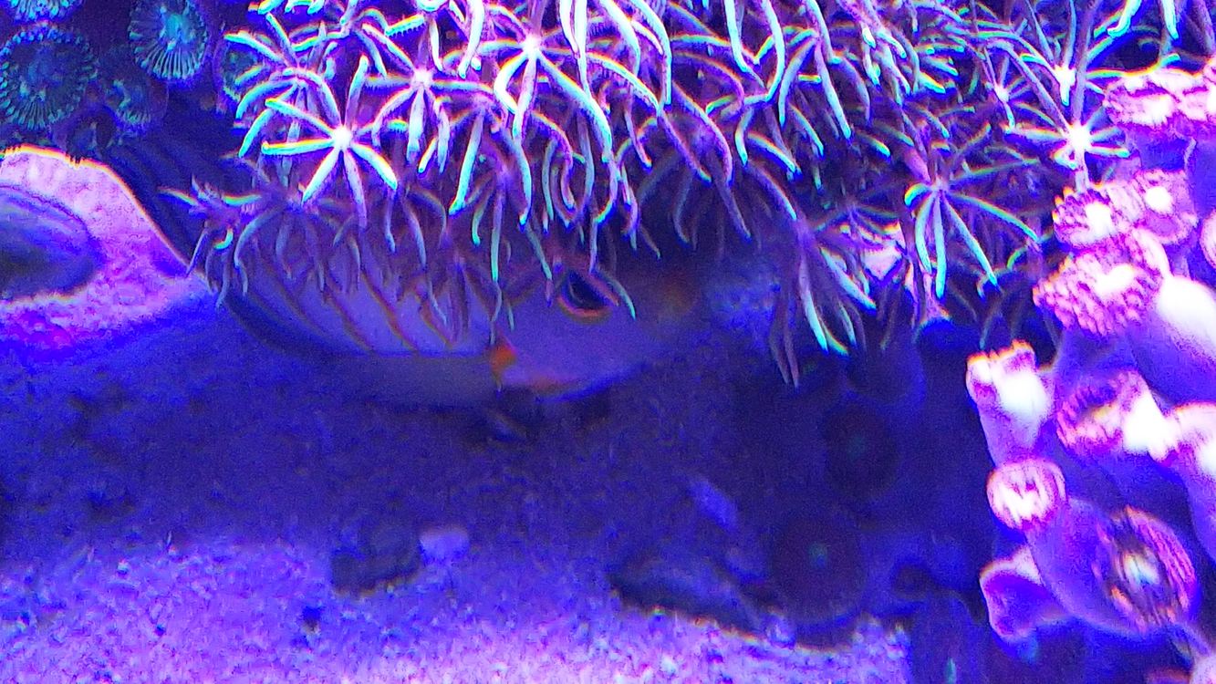 エイブリーエンゼル