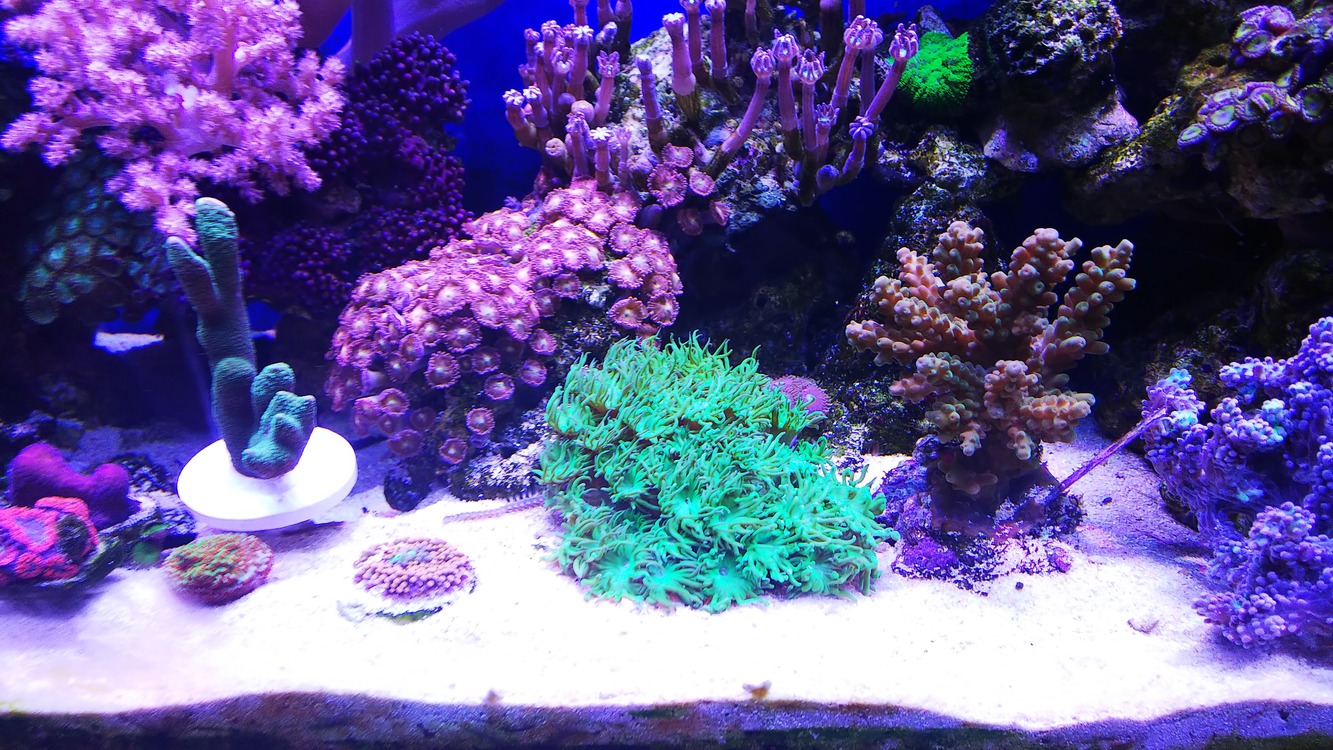 ミドリイシとエダコモン