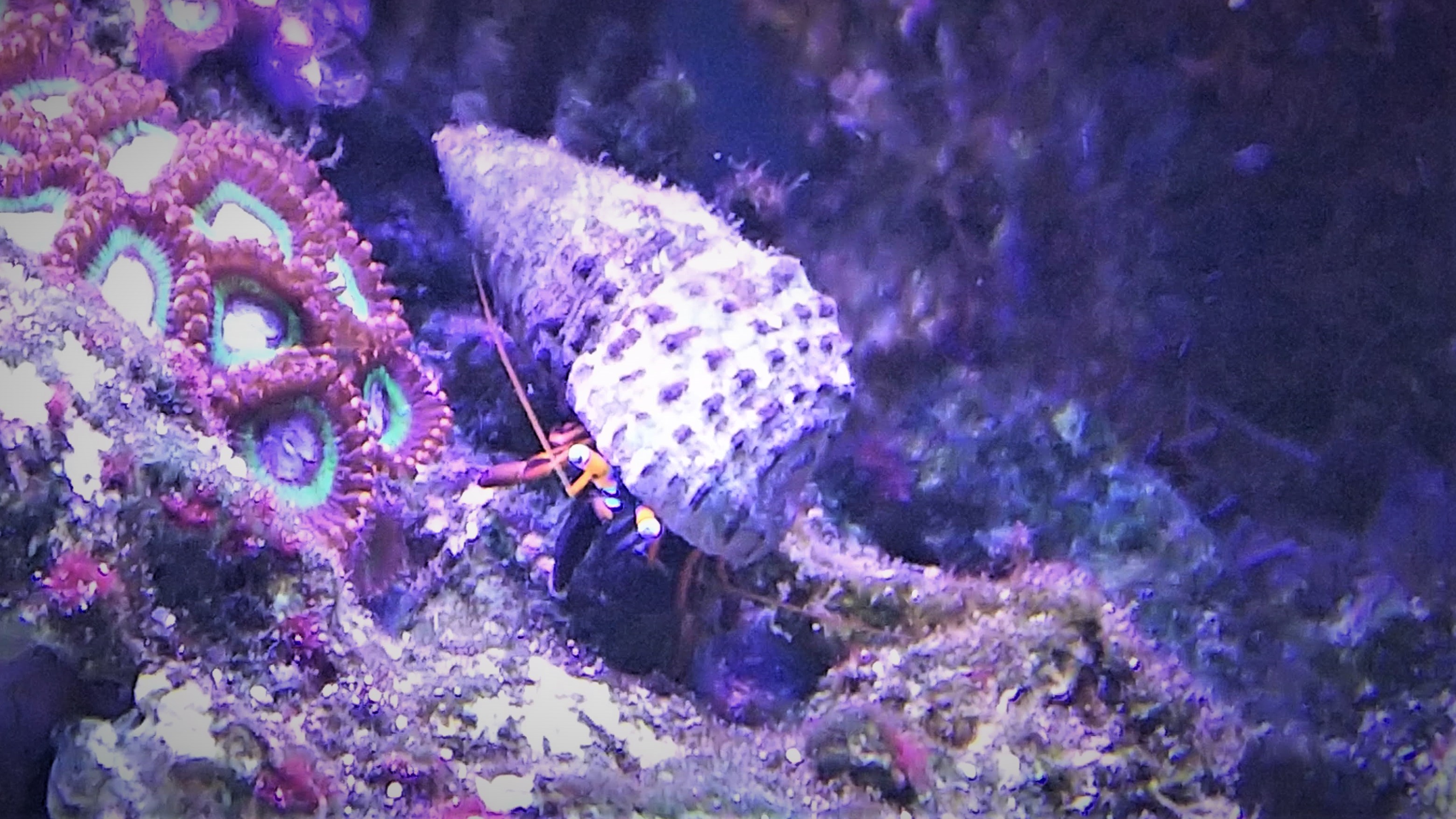 すべすべメイン