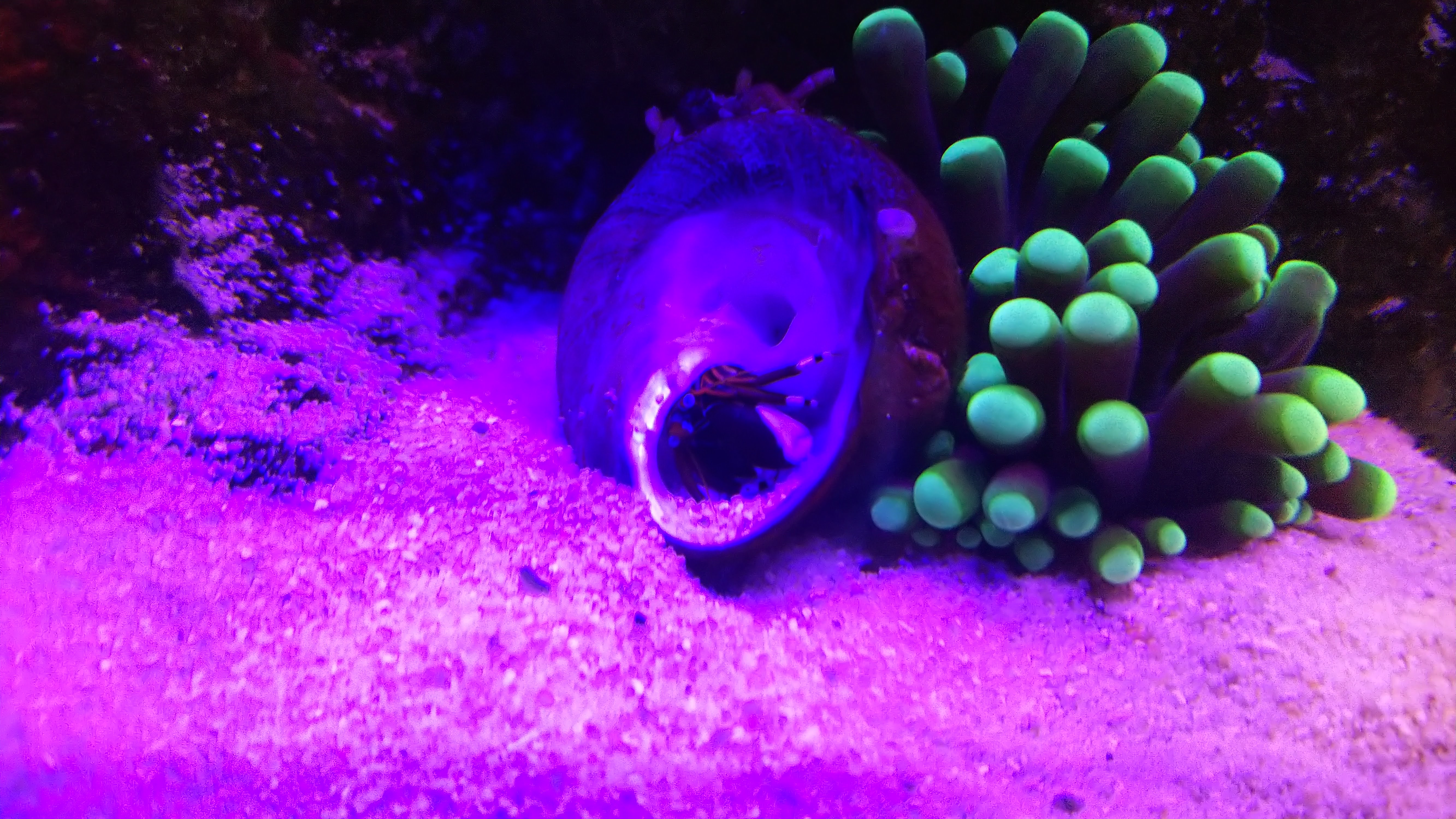 スベスベサンゴヤドカリ_コケる