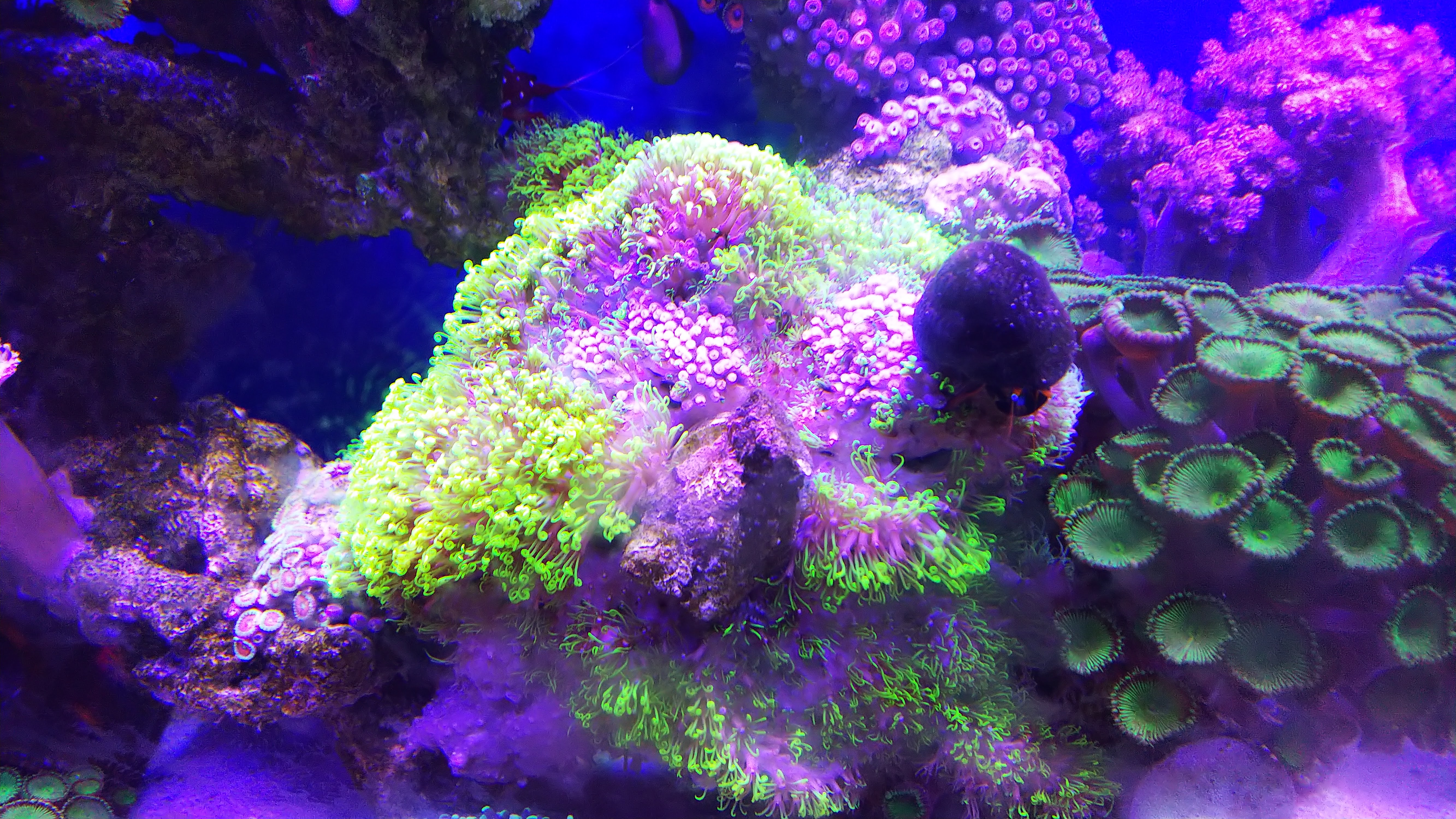 スベスベサンゴヤドカリ_スターポリプ