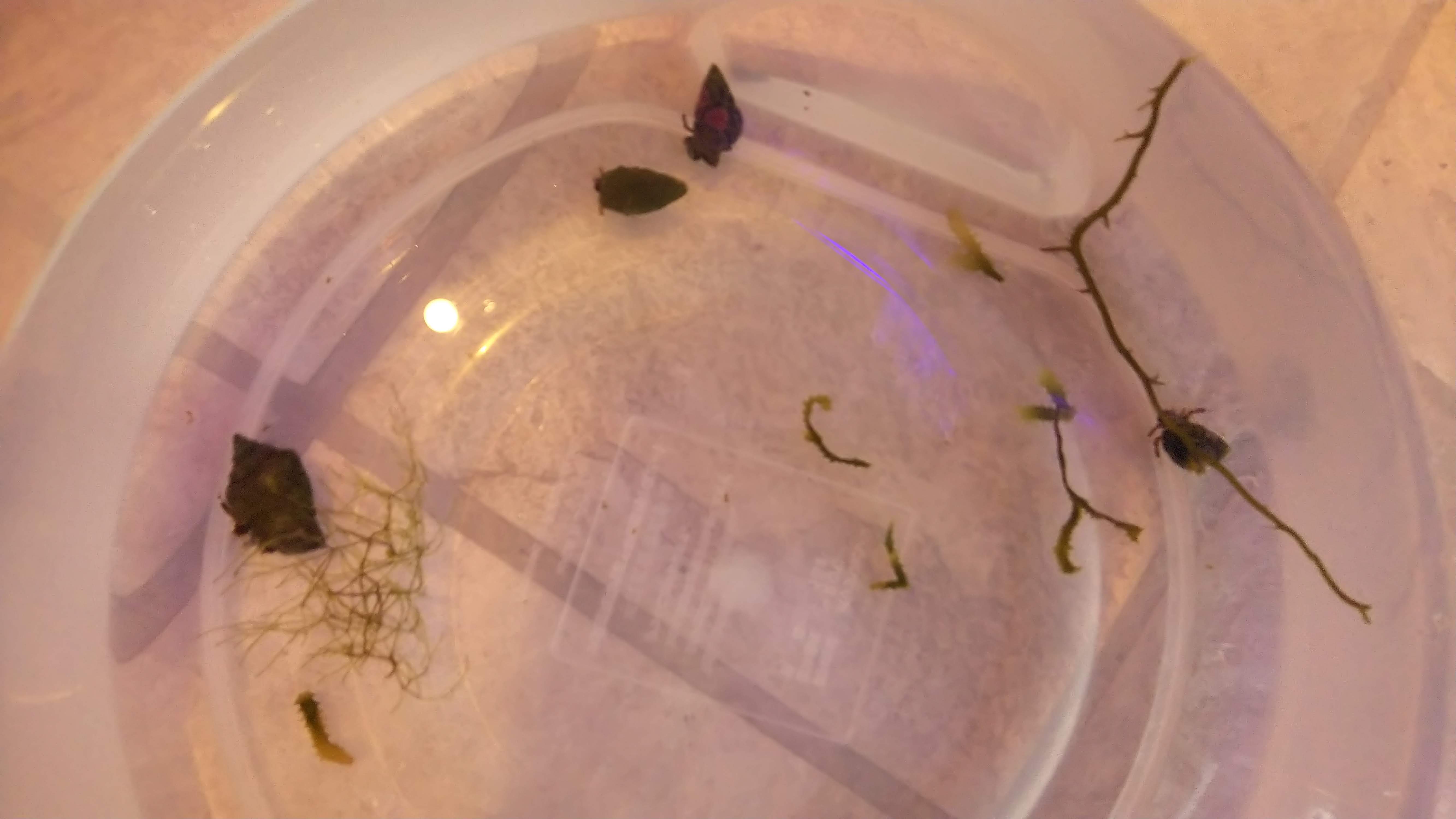 スベスベサンゴヤドカリ_水合わせ