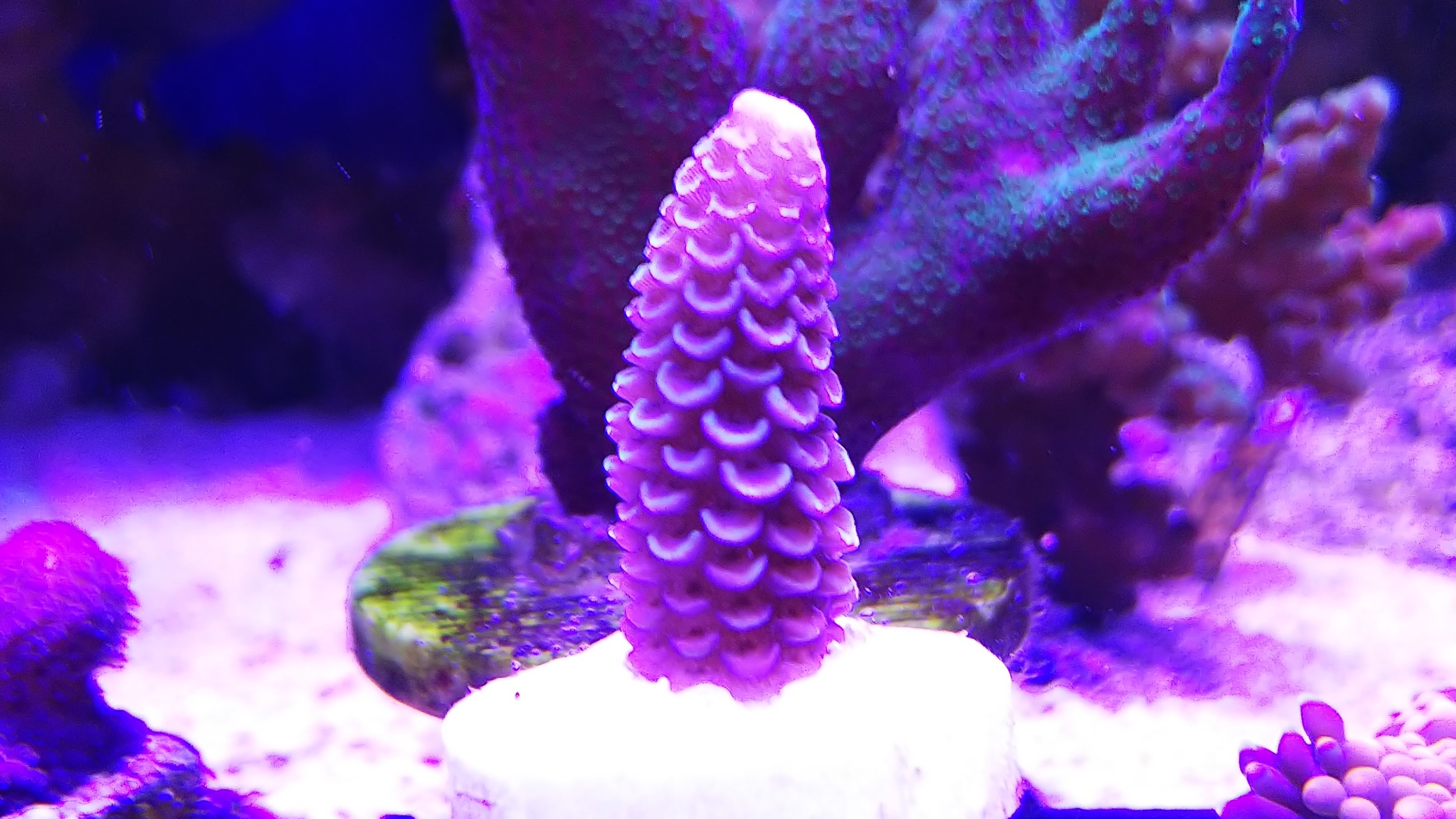 ミドリイシ_スパスラータ