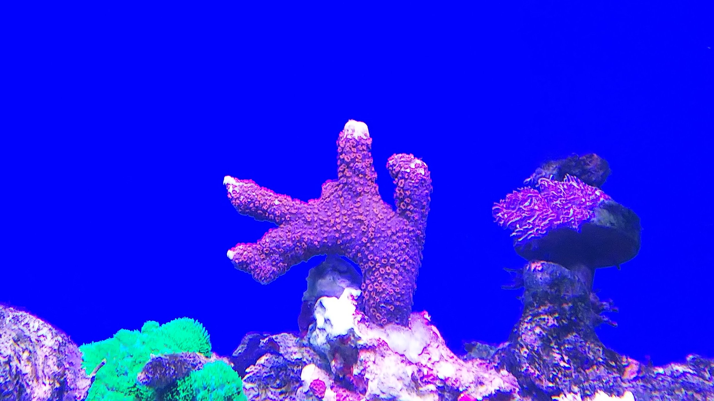 エダコモンサンゴ(赤)