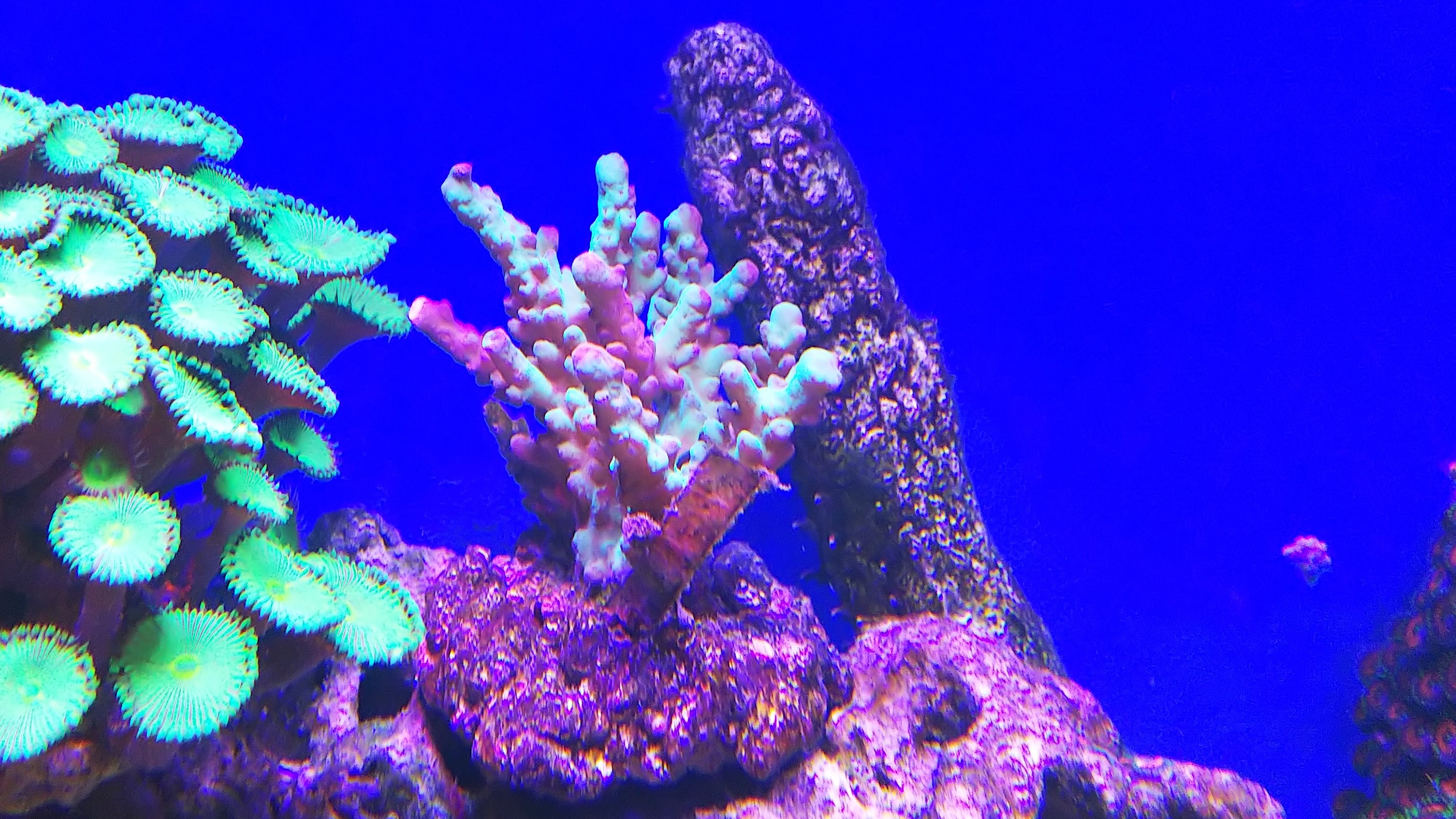 前回のミドリイシ