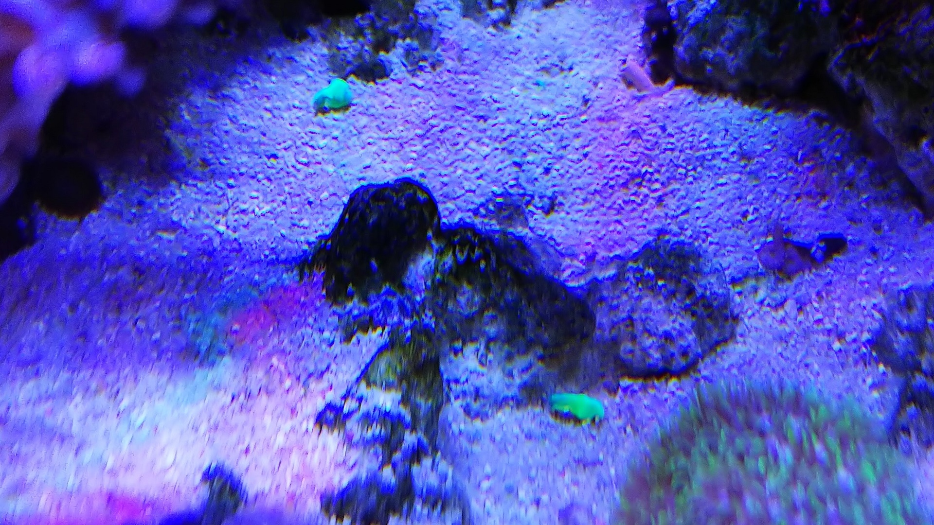 01サンゴイソギン_破片