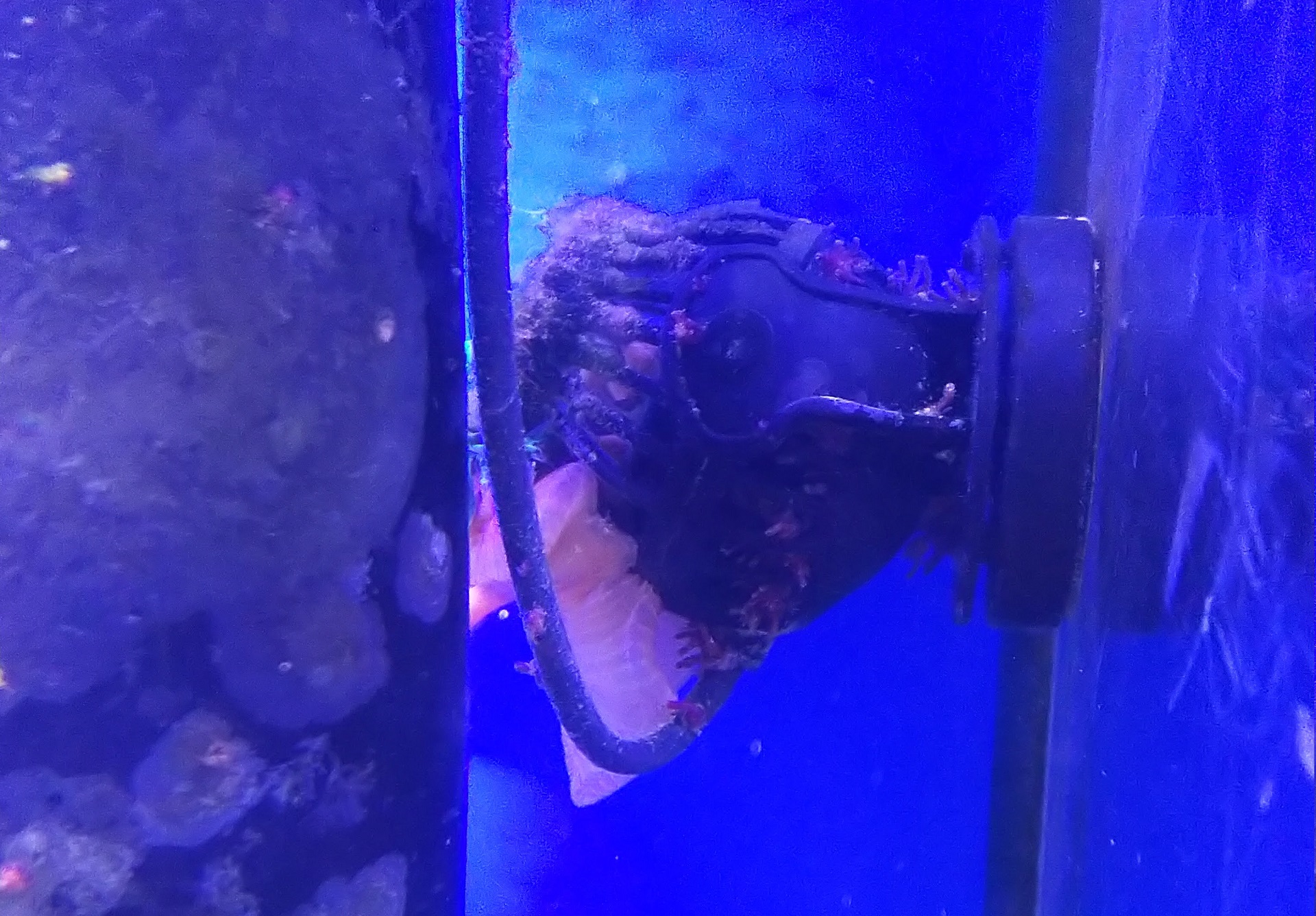 02_サンゴイソギン_巻き込まれる(横)