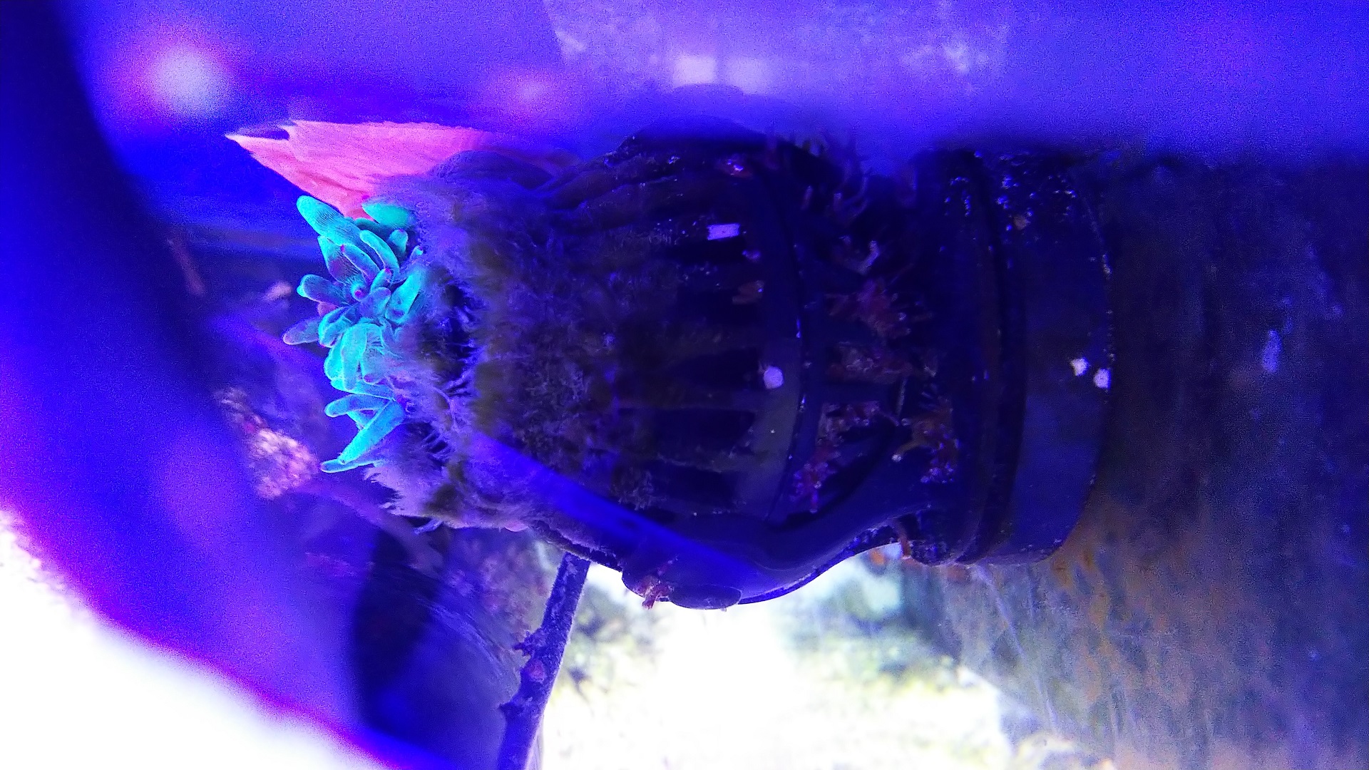 03_サンゴイソギン_巻き込まれる(上)