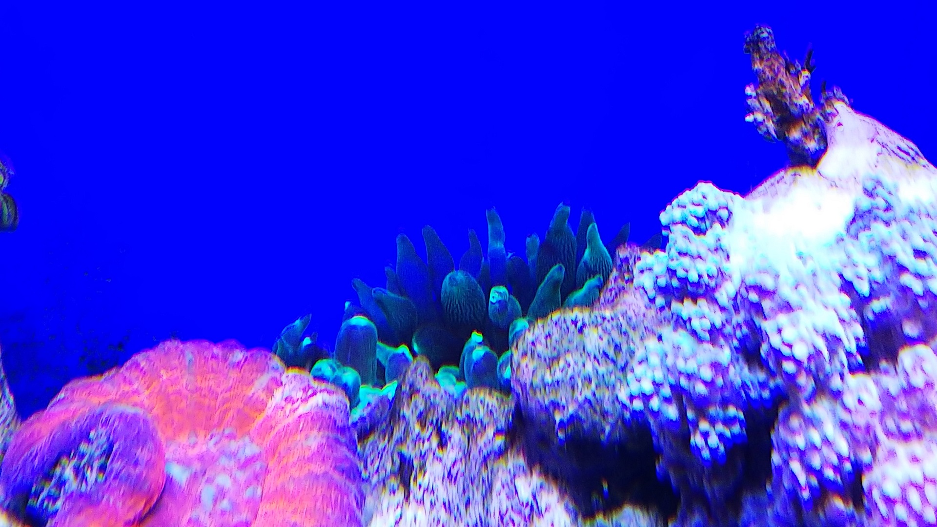 04_サンゴイソギン_巻き込まれ直後