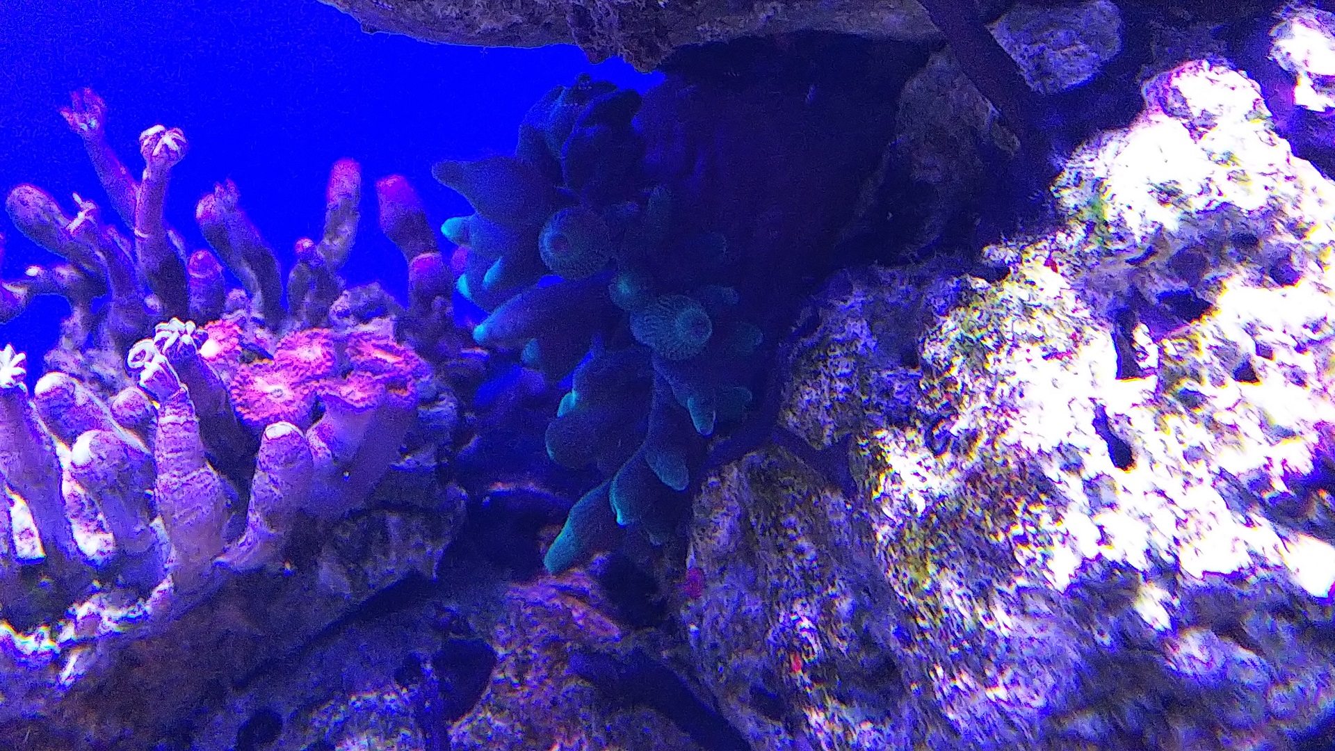 05_サンゴイソギン_巻き込まれ後_210704