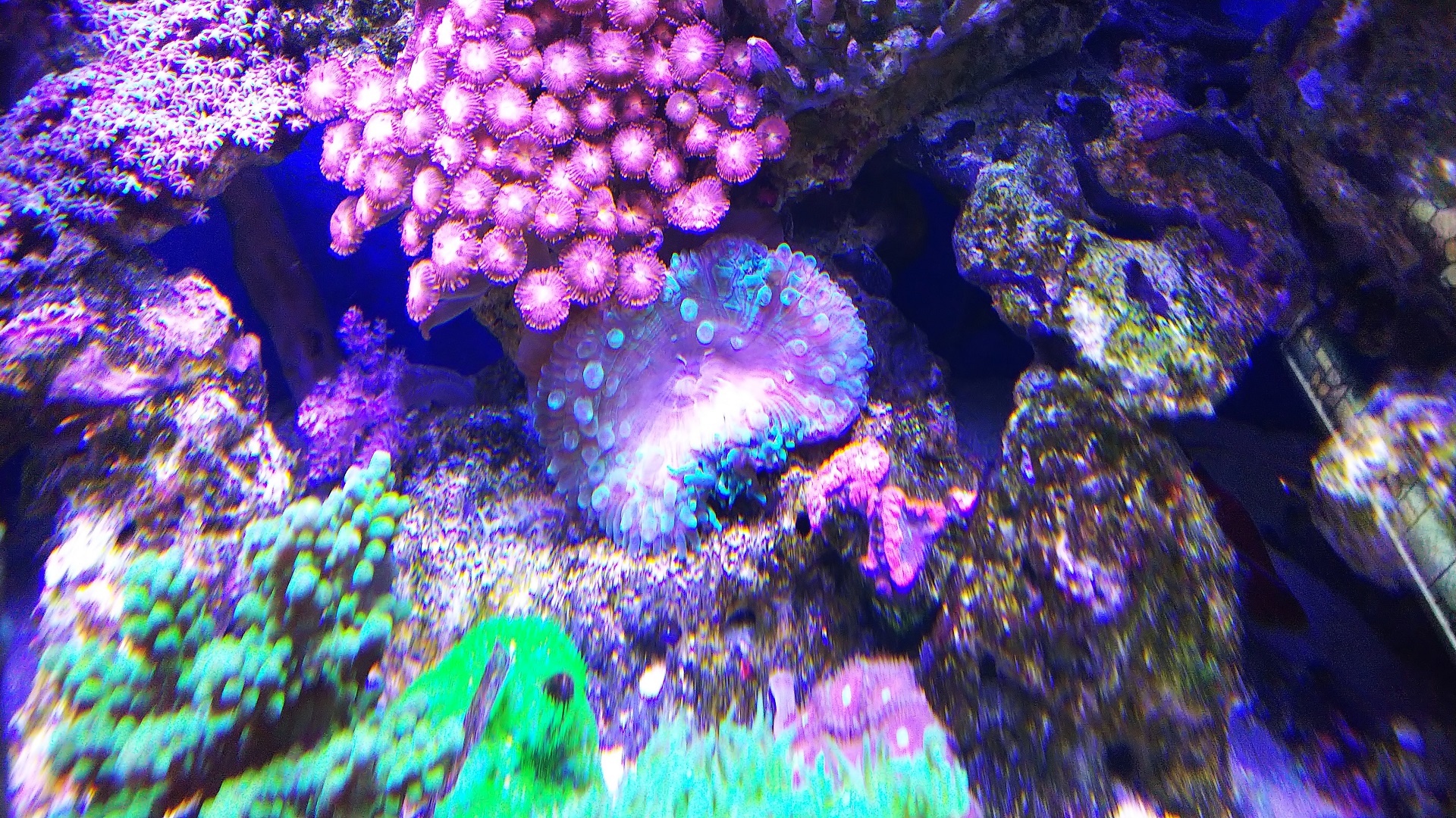 06_サンゴイソギン_巻き込まれ後_210717