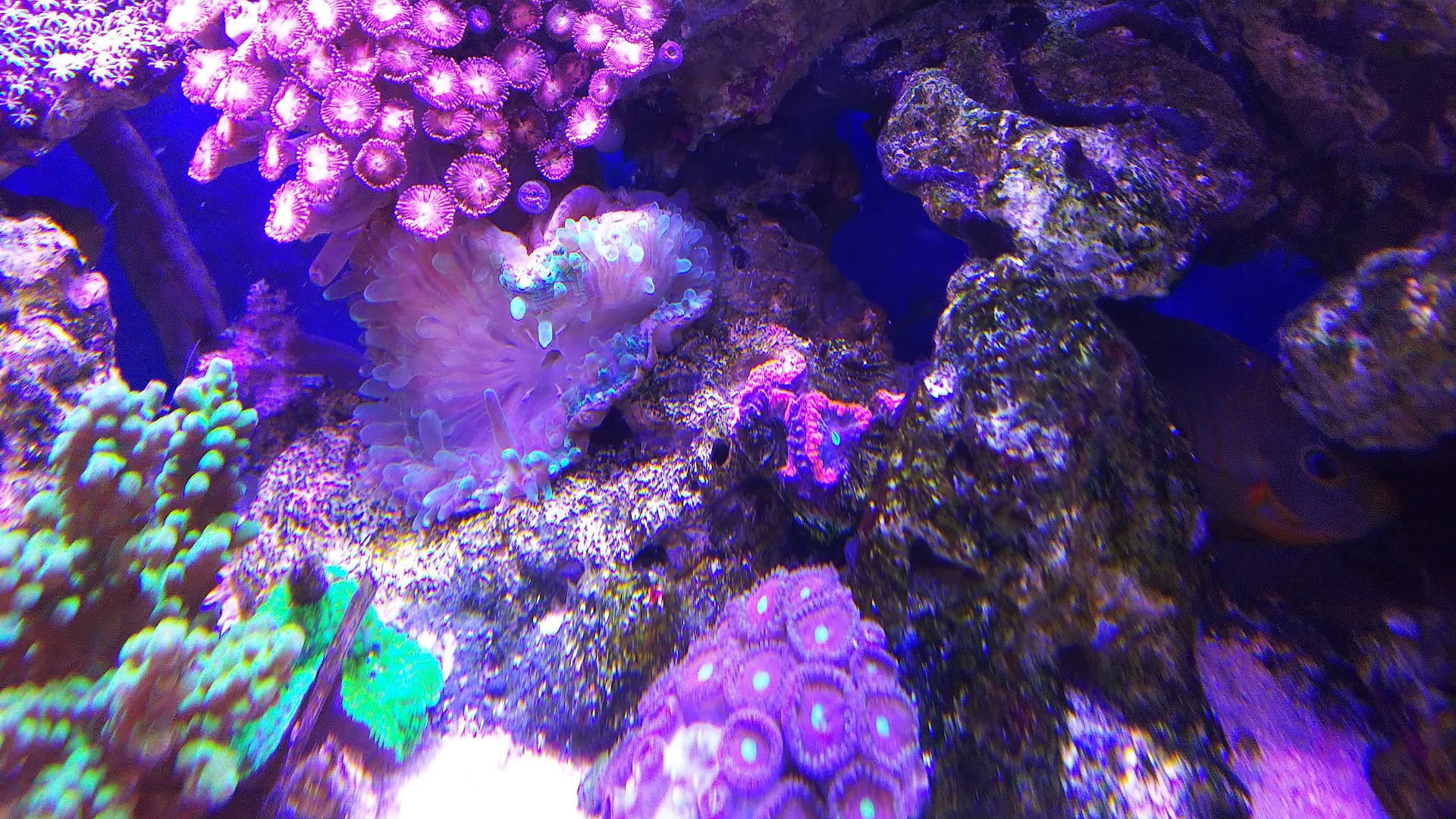 07_サンゴイソギン_巻き込まれ後_210718