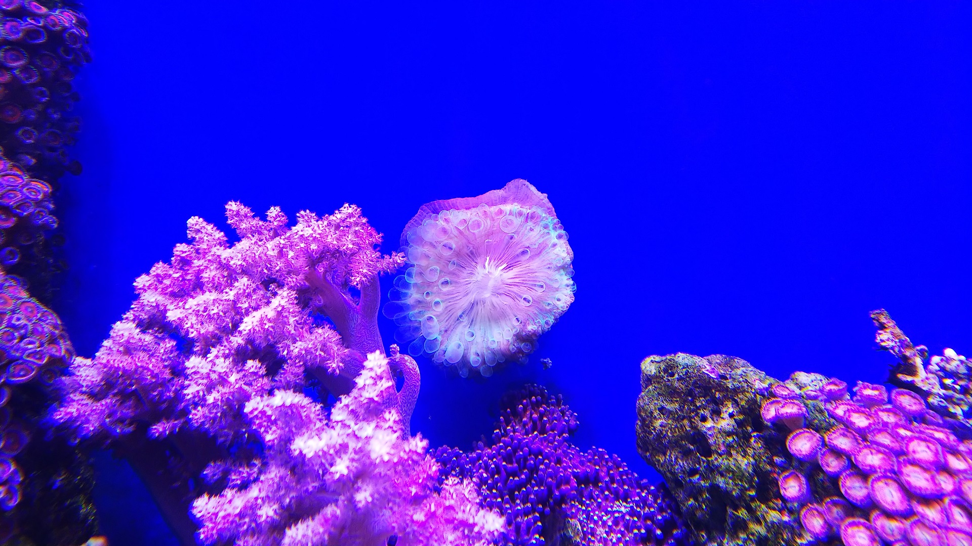 08_サンゴイソギン_巻き込まれ後_210724