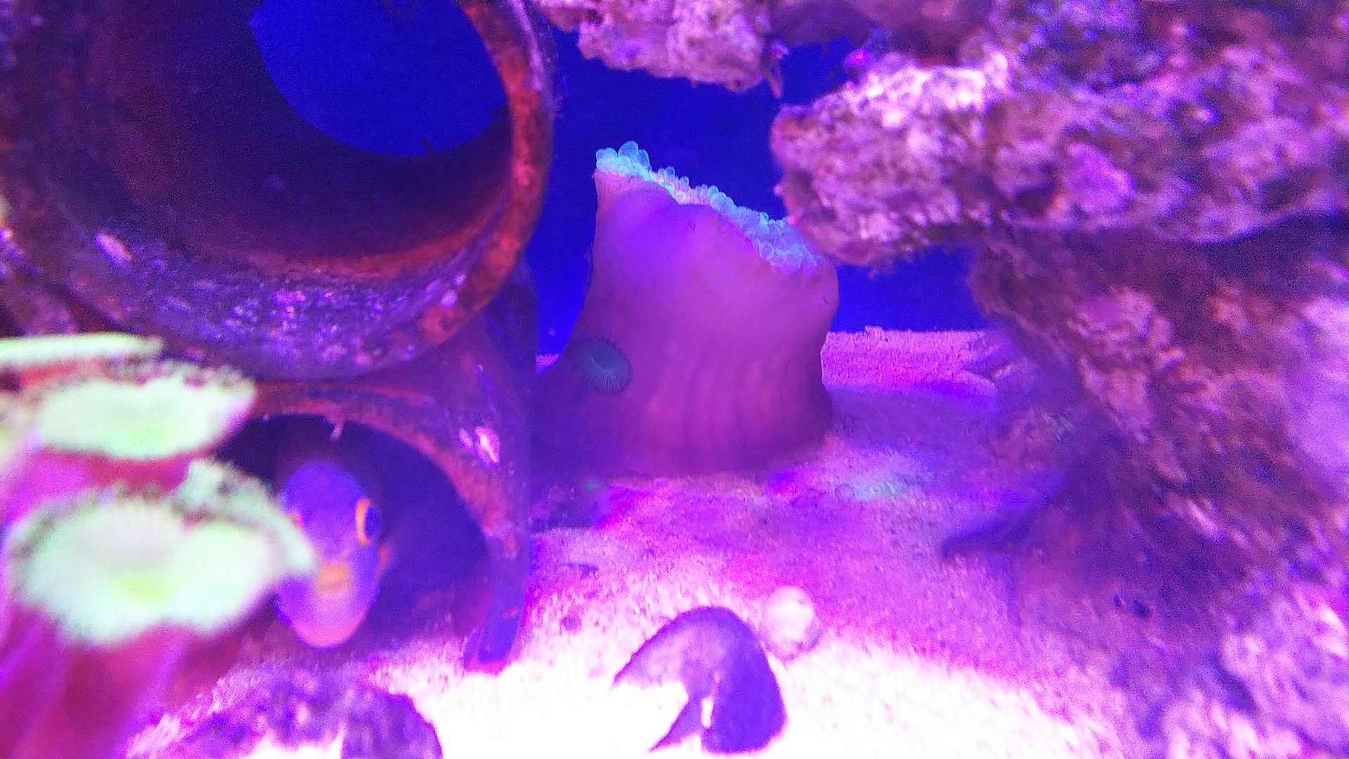 09_サンゴイソギン_巻き込まれ後_210814