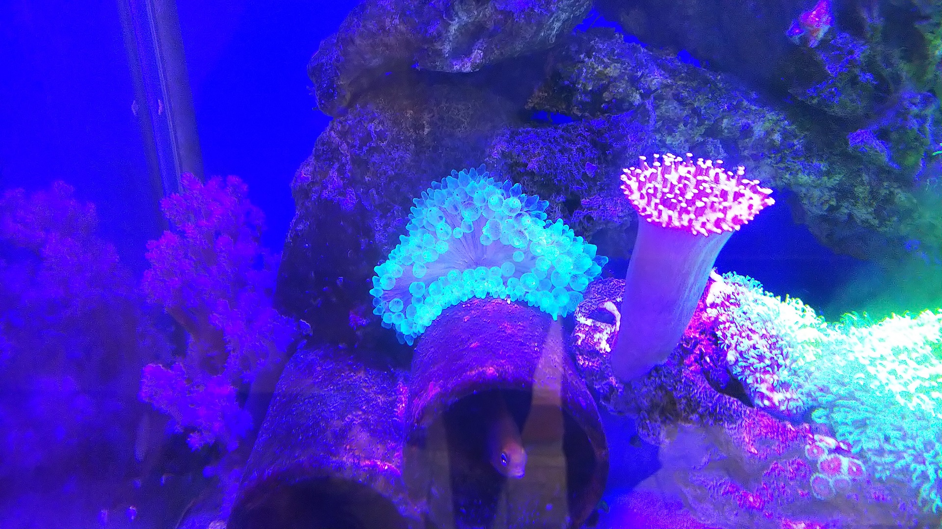 10_サンゴイソギン_巻き込まれ後_210830