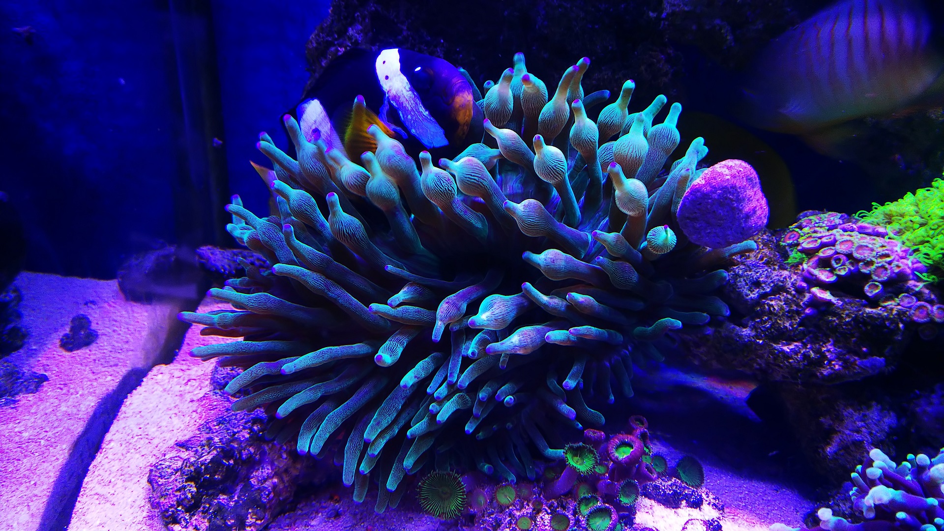 11_サンゴイソギン_巻き込まれ前_210528