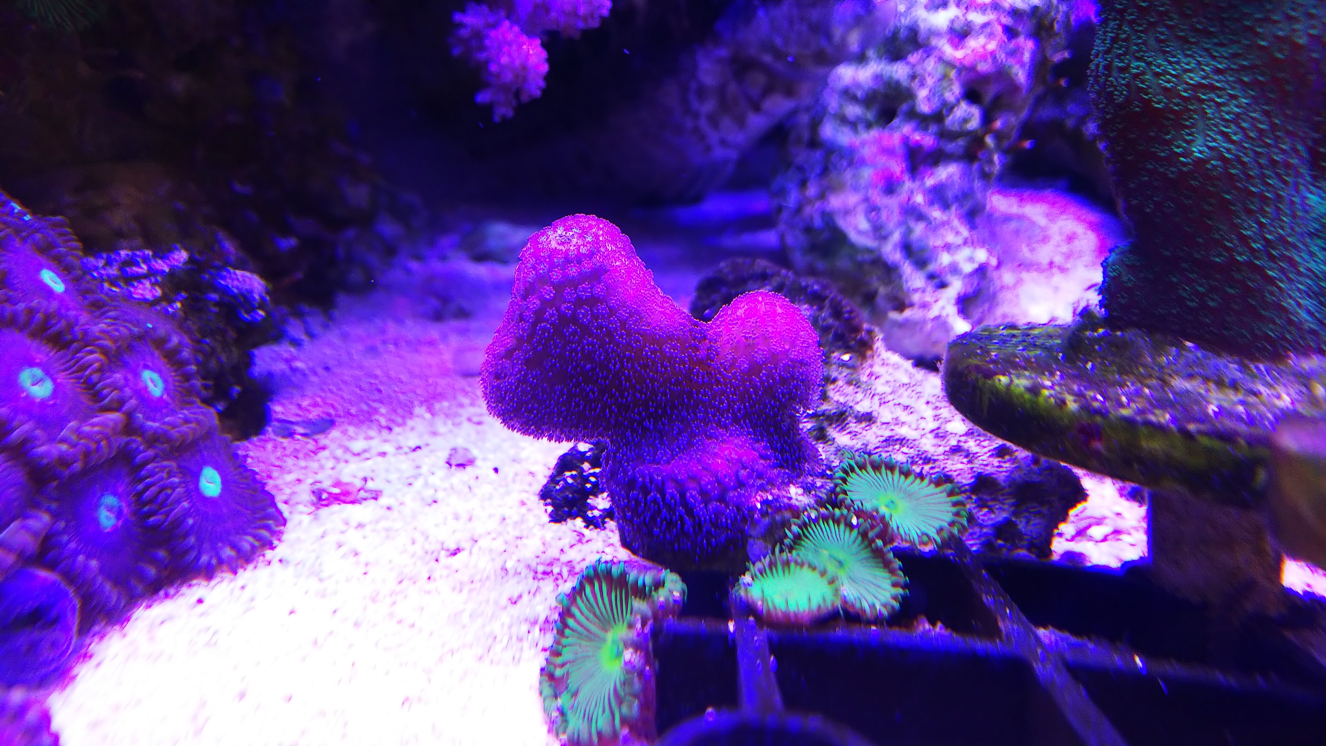 ショウガサンゴ