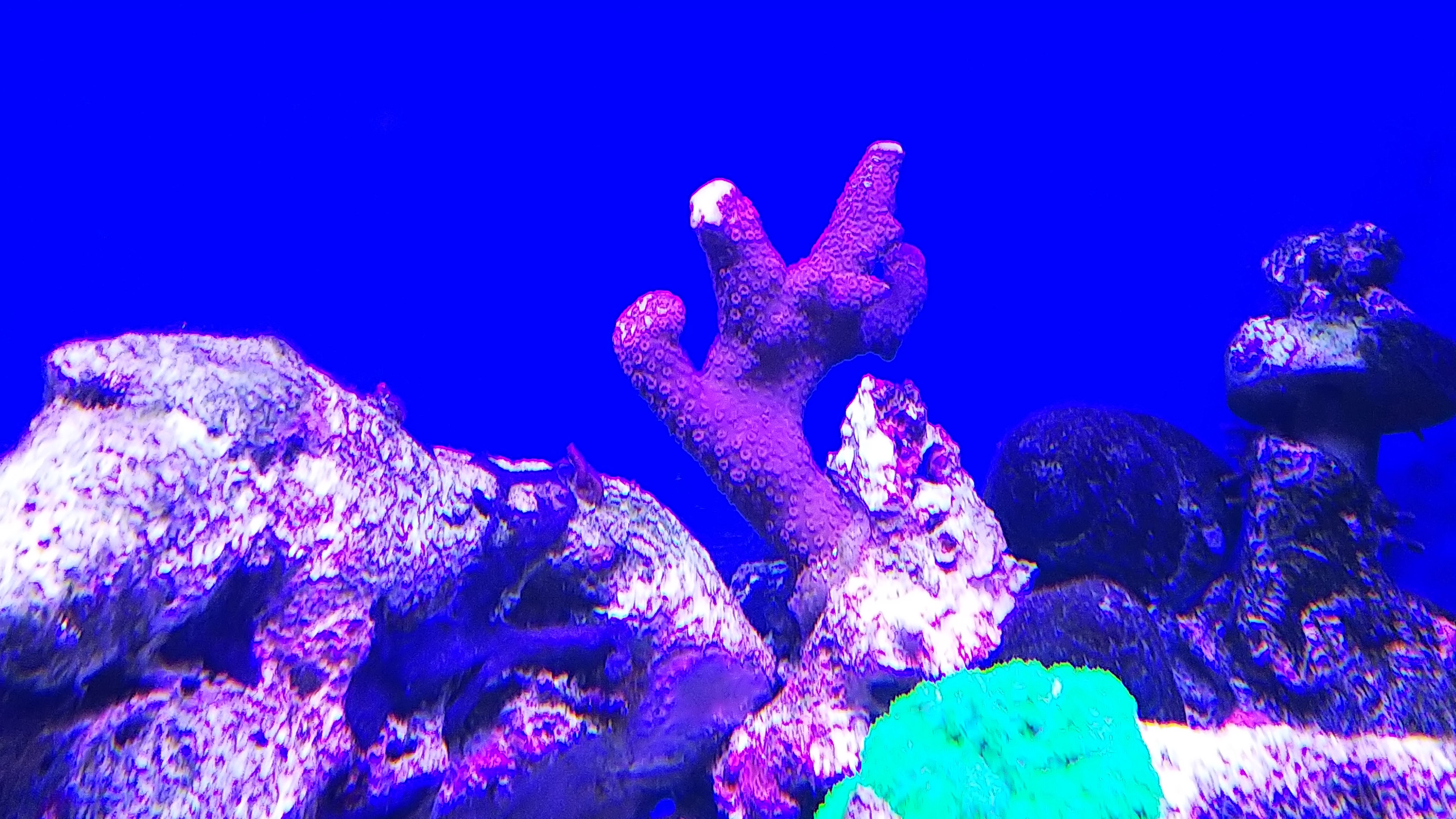 エダコモンサンゴ