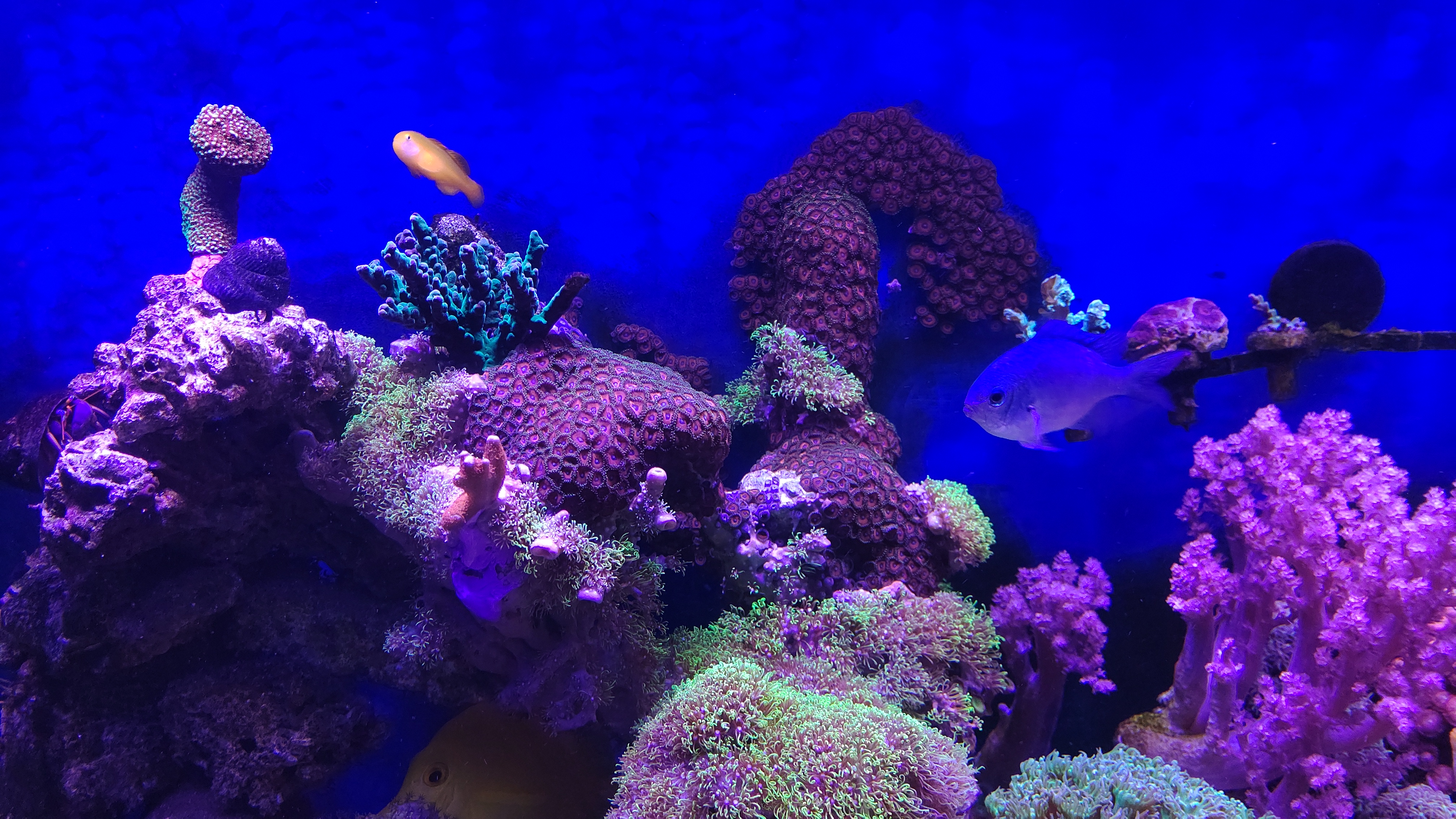 残ったデバスズメ