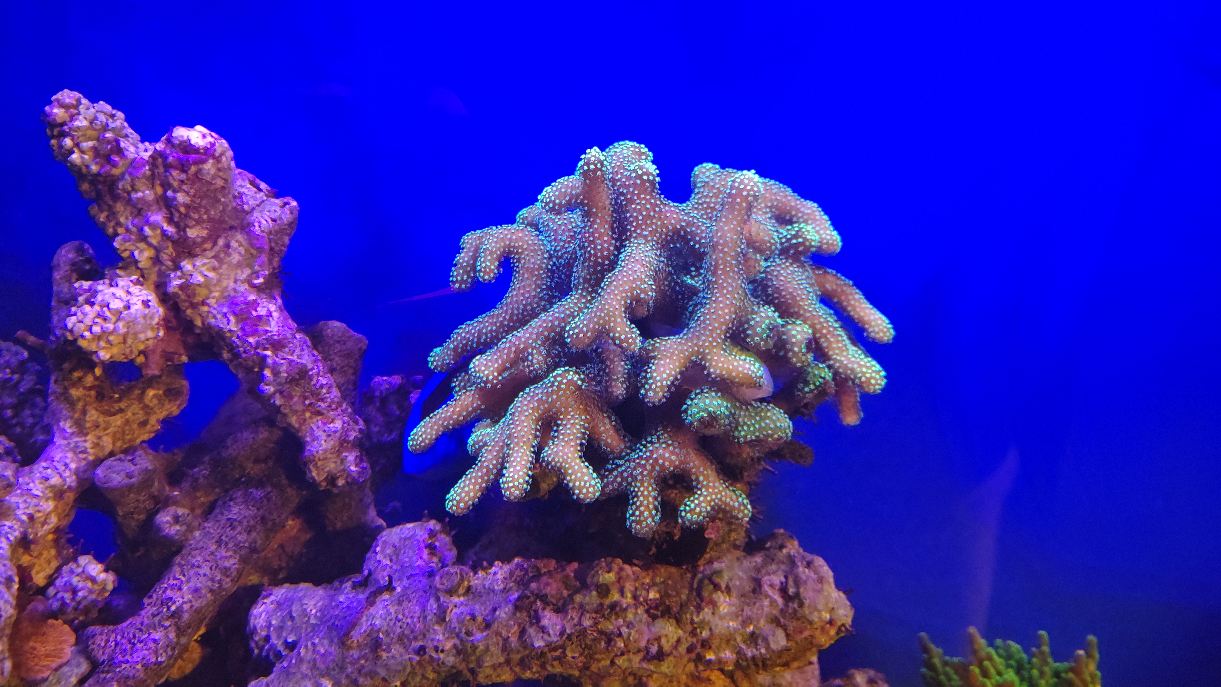 ショウガサンゴ1