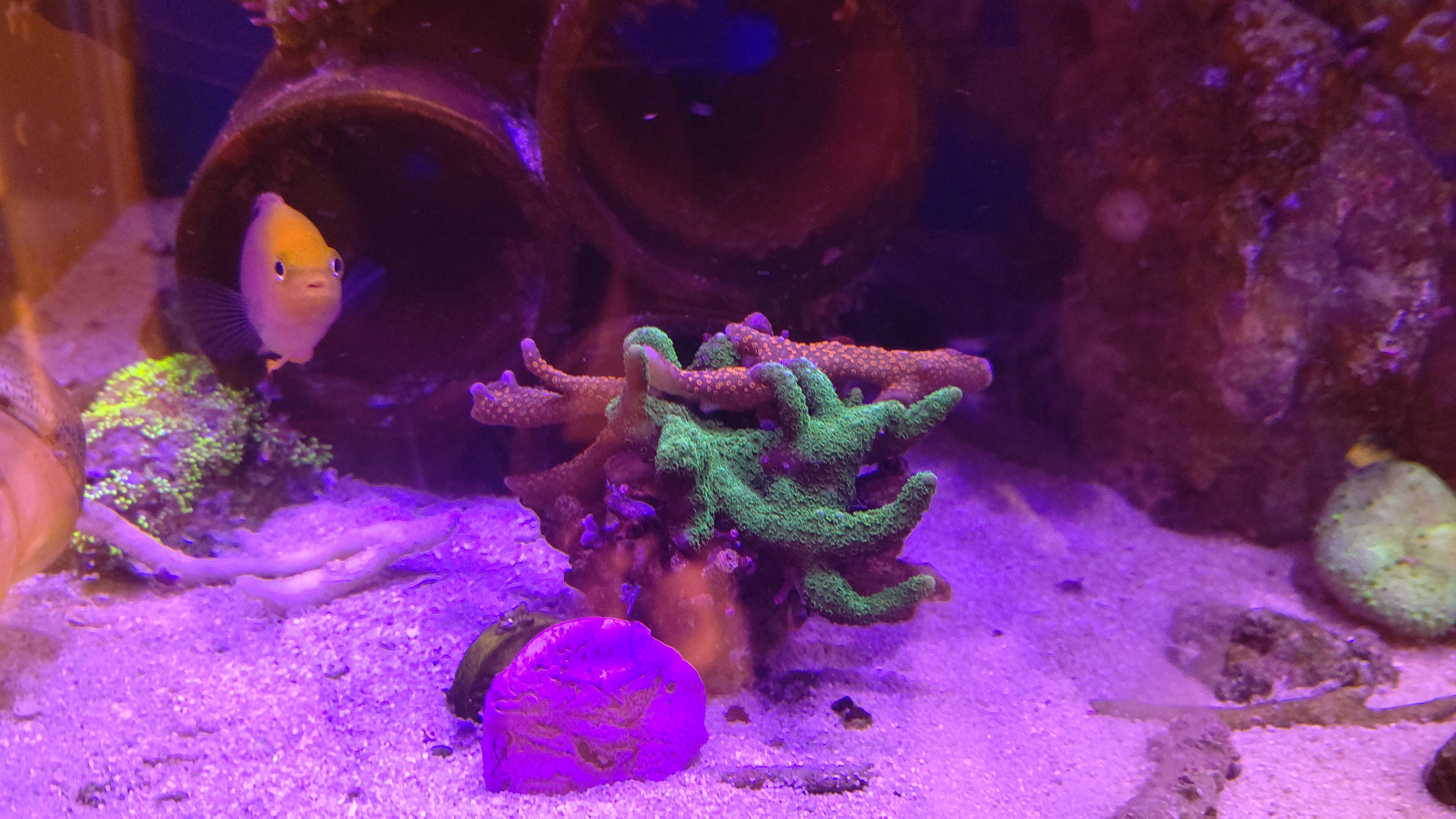 エダコモンサンゴ