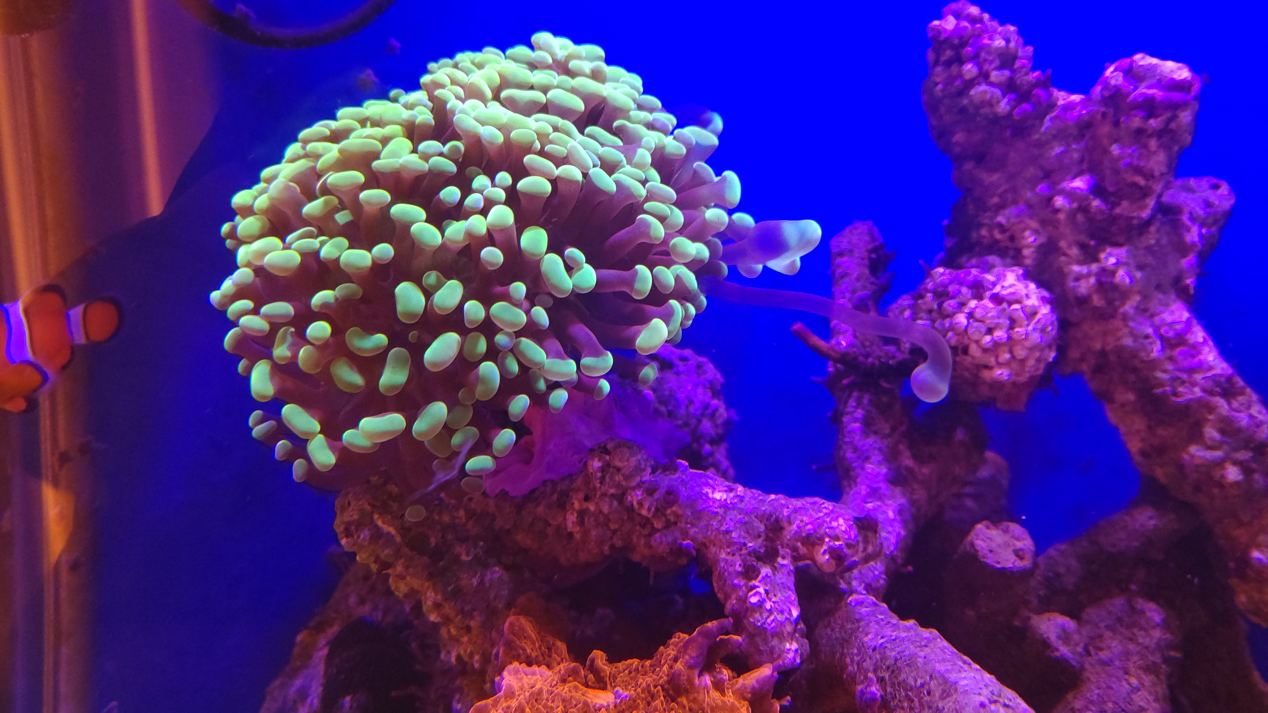 カンムリハナサンゴ_スイーパ0