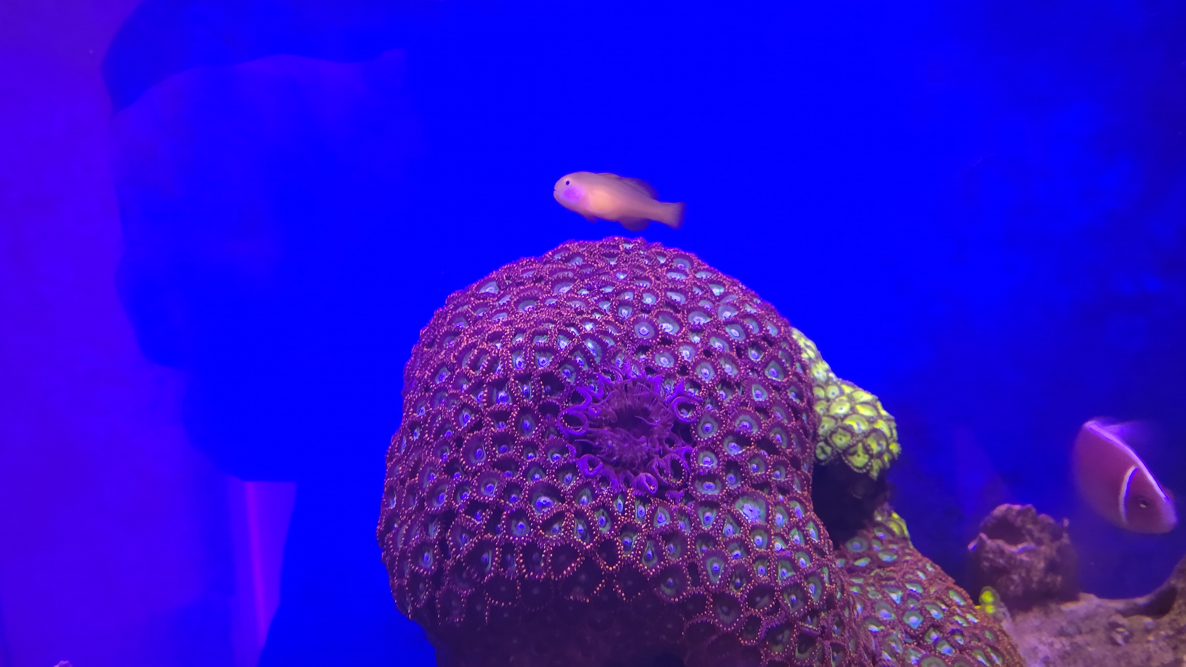 カーリー、キイロサンゴハゼ