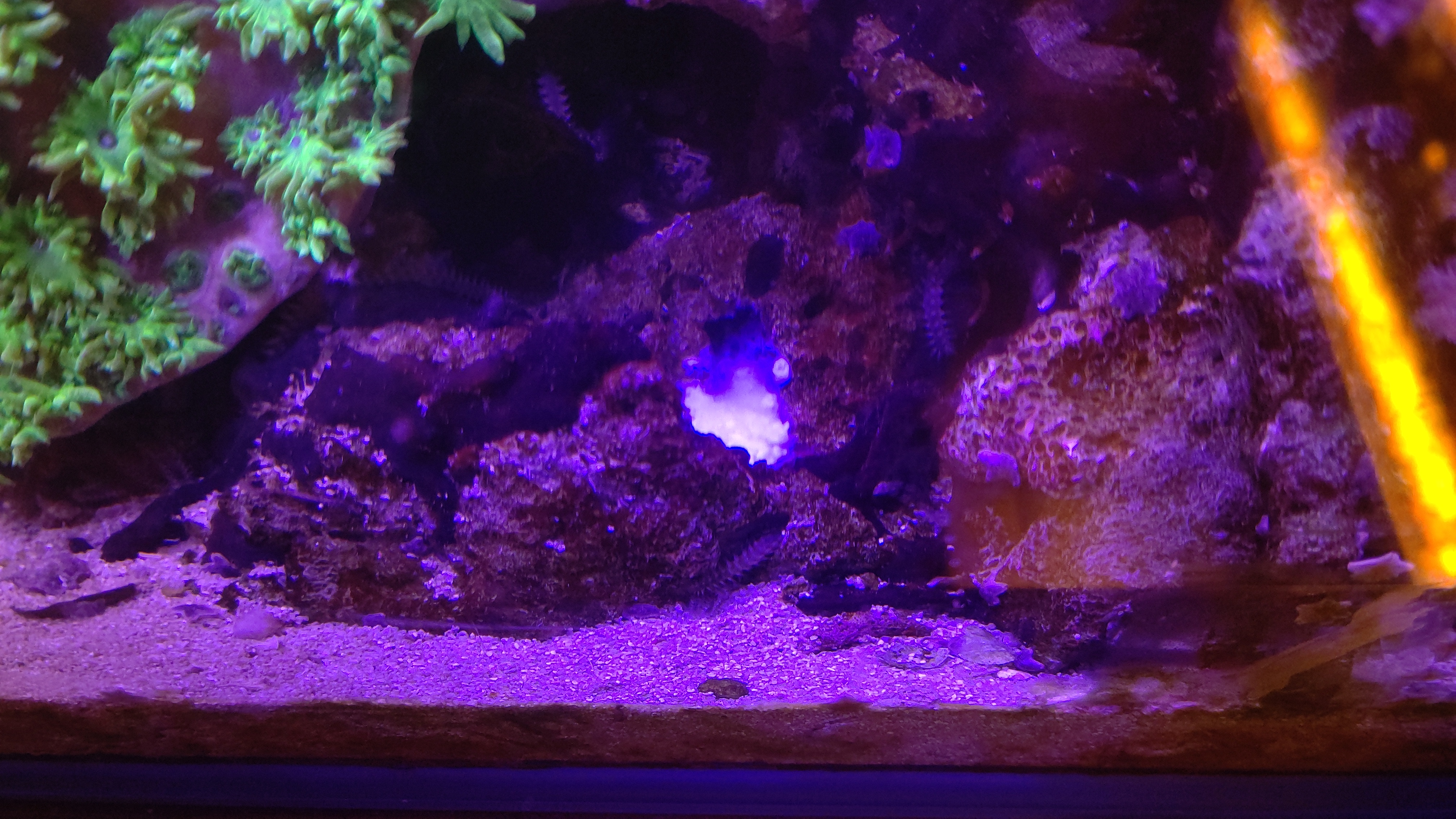 カーリー１after