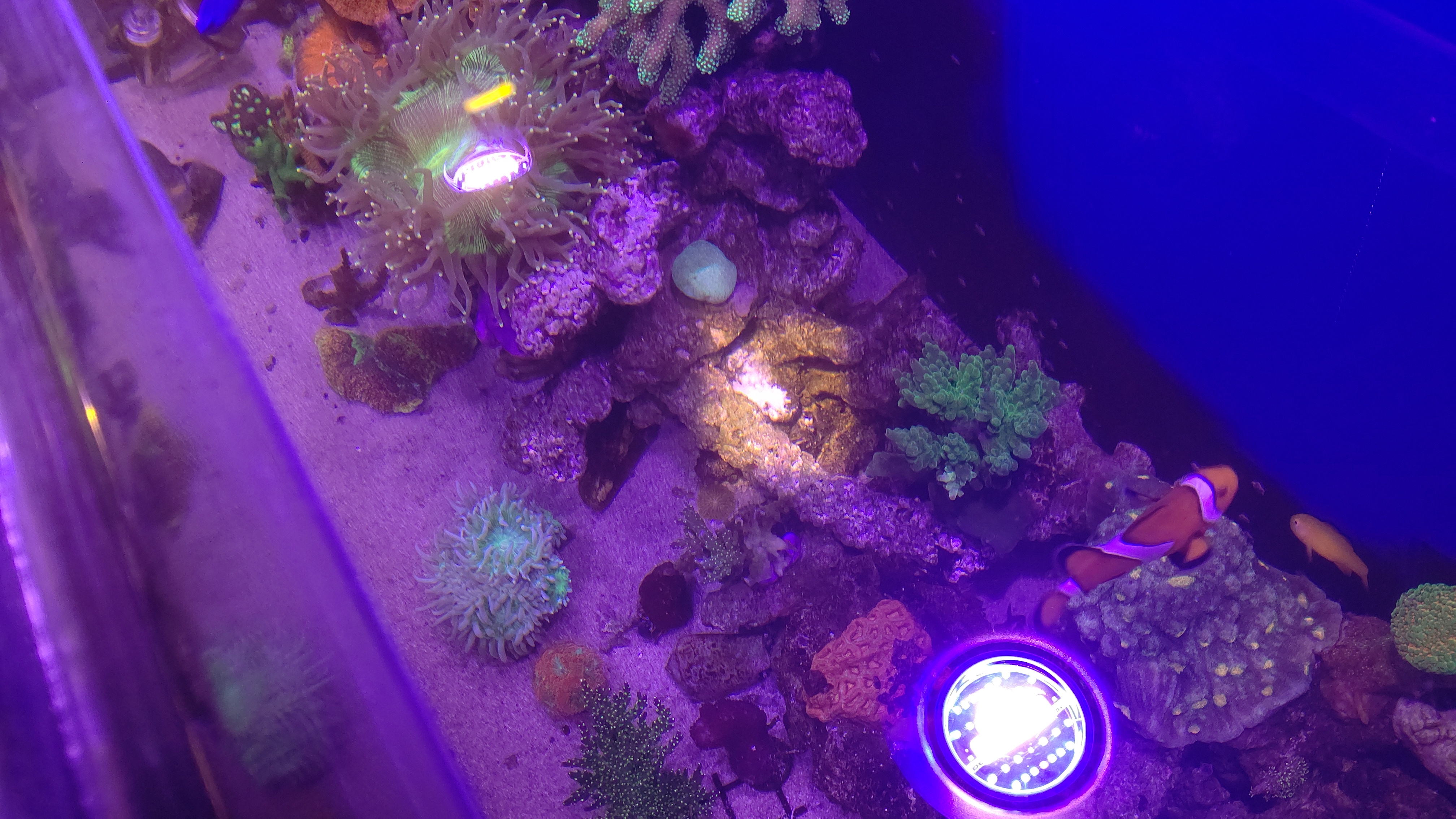 カーリー３after