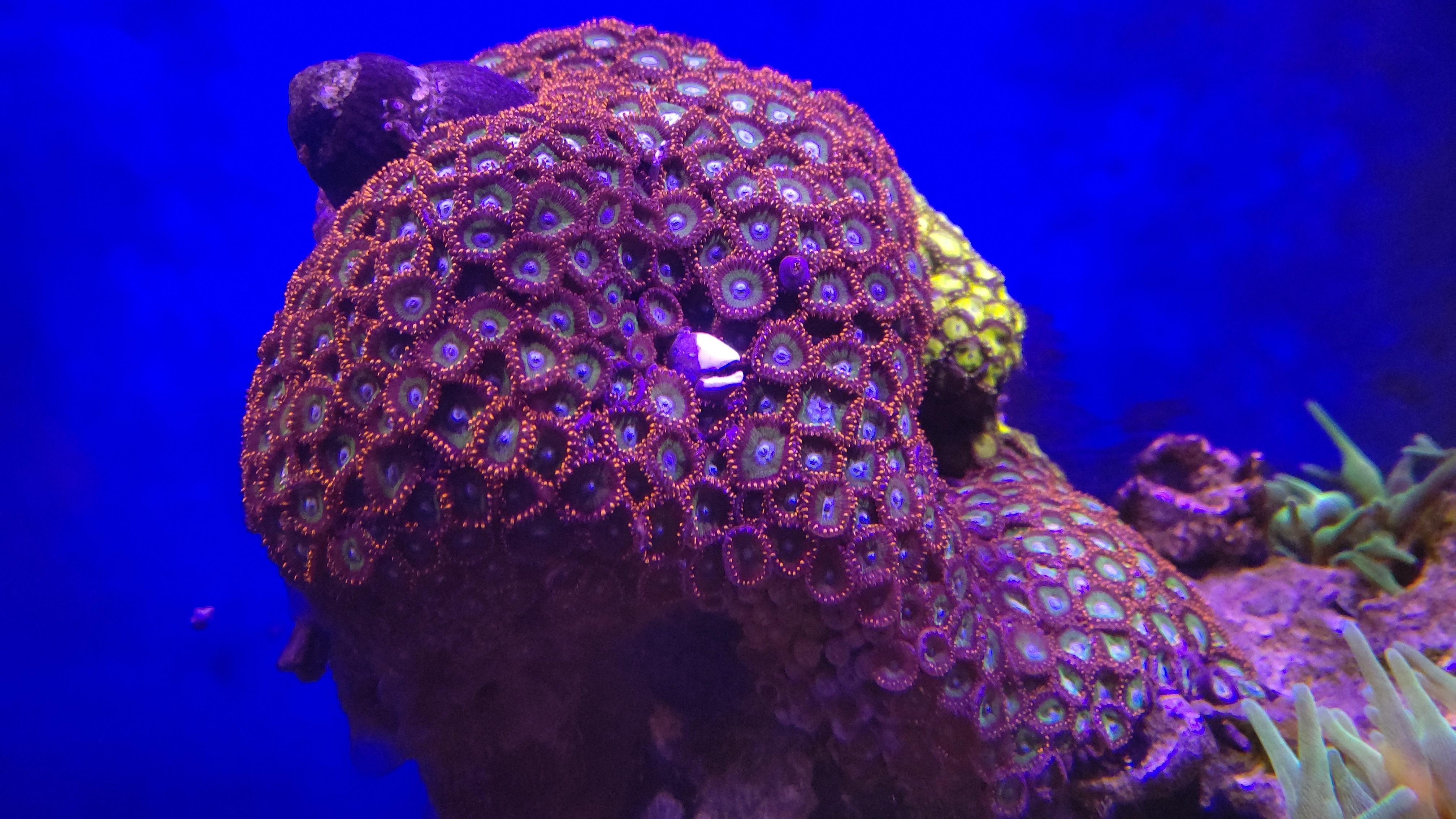 カーリー２その後