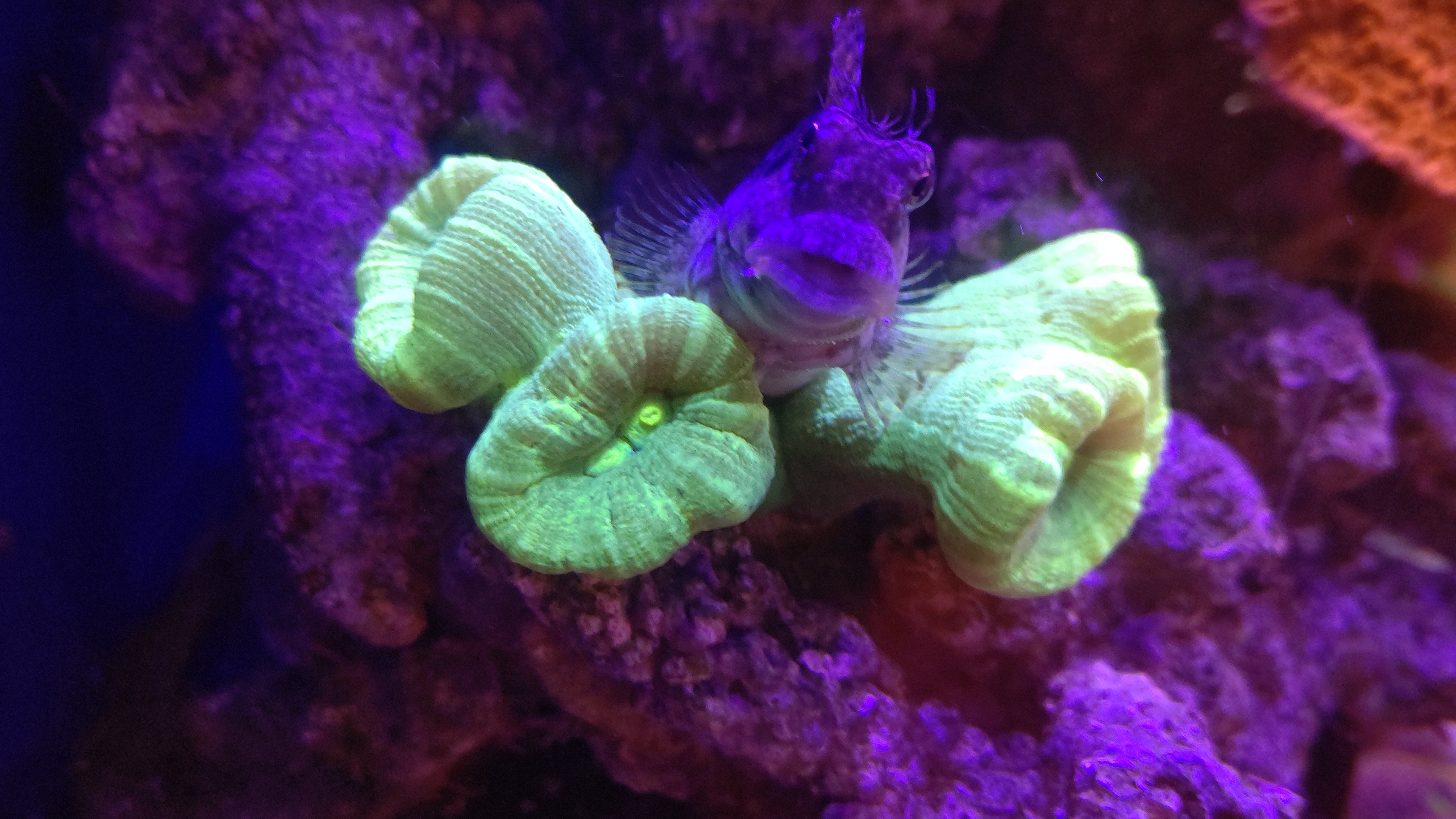 タバネサンゴ２