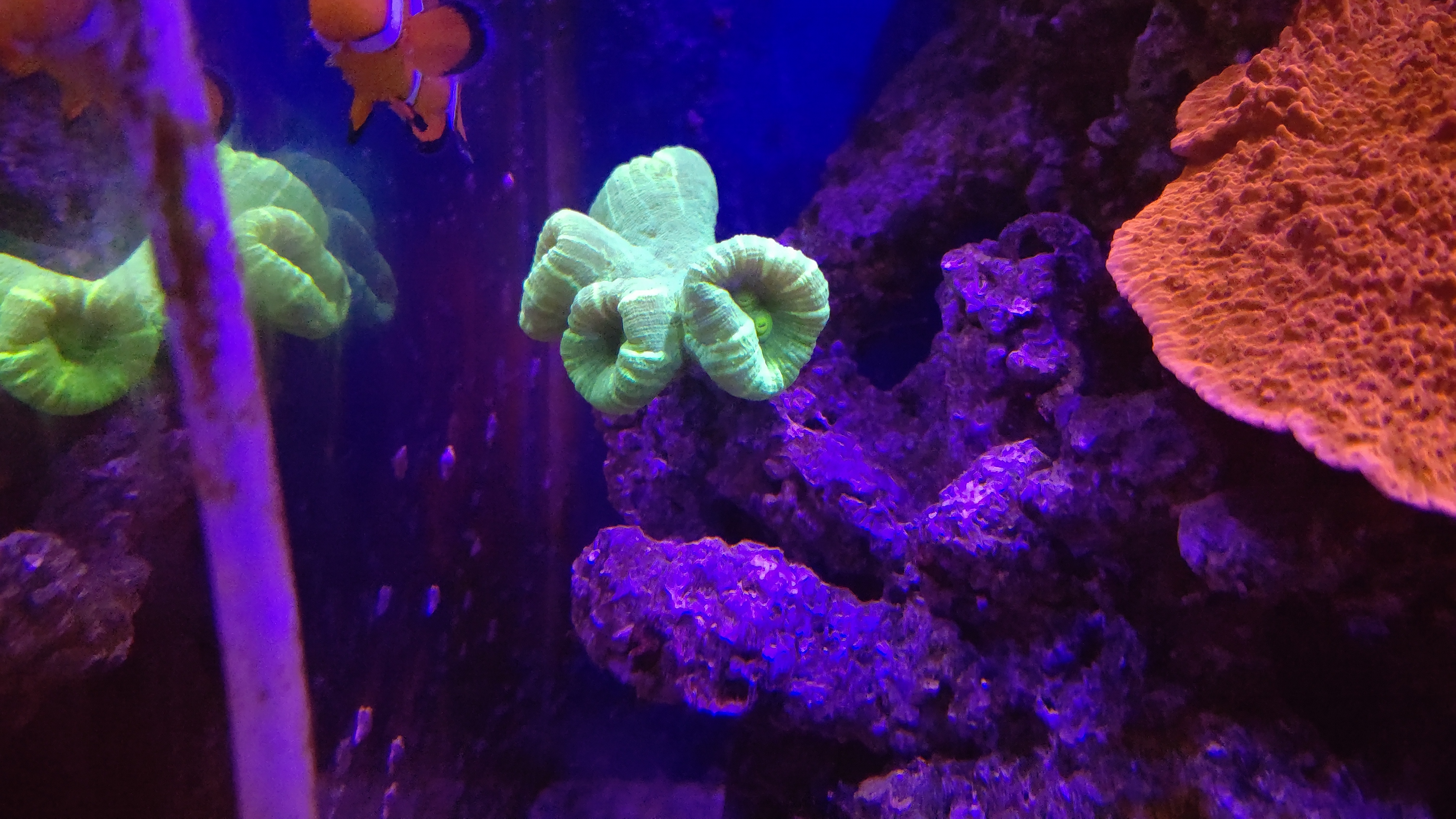 タバネサンゴ１