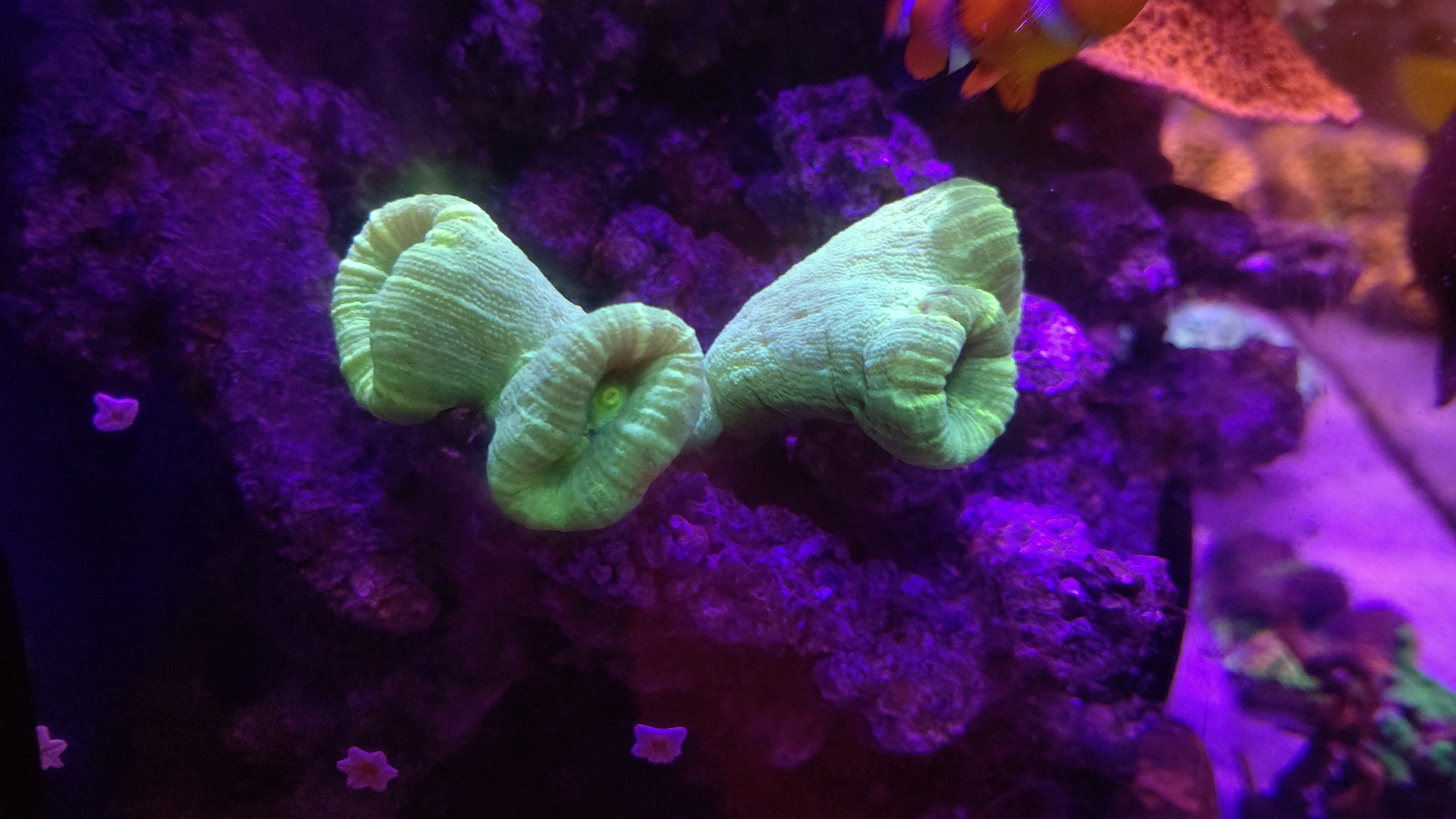 タバネサンゴ２