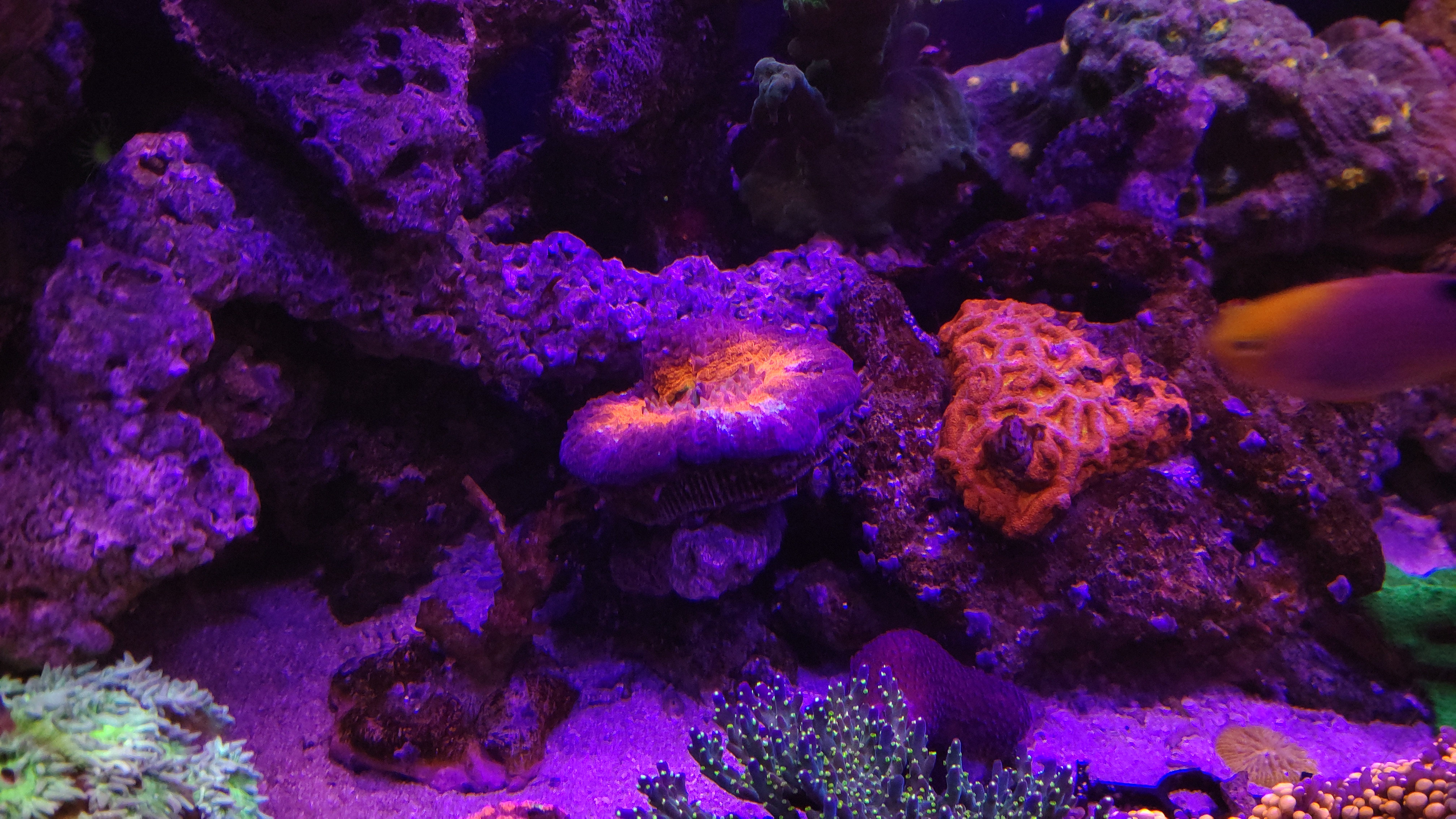 スコリミア移動