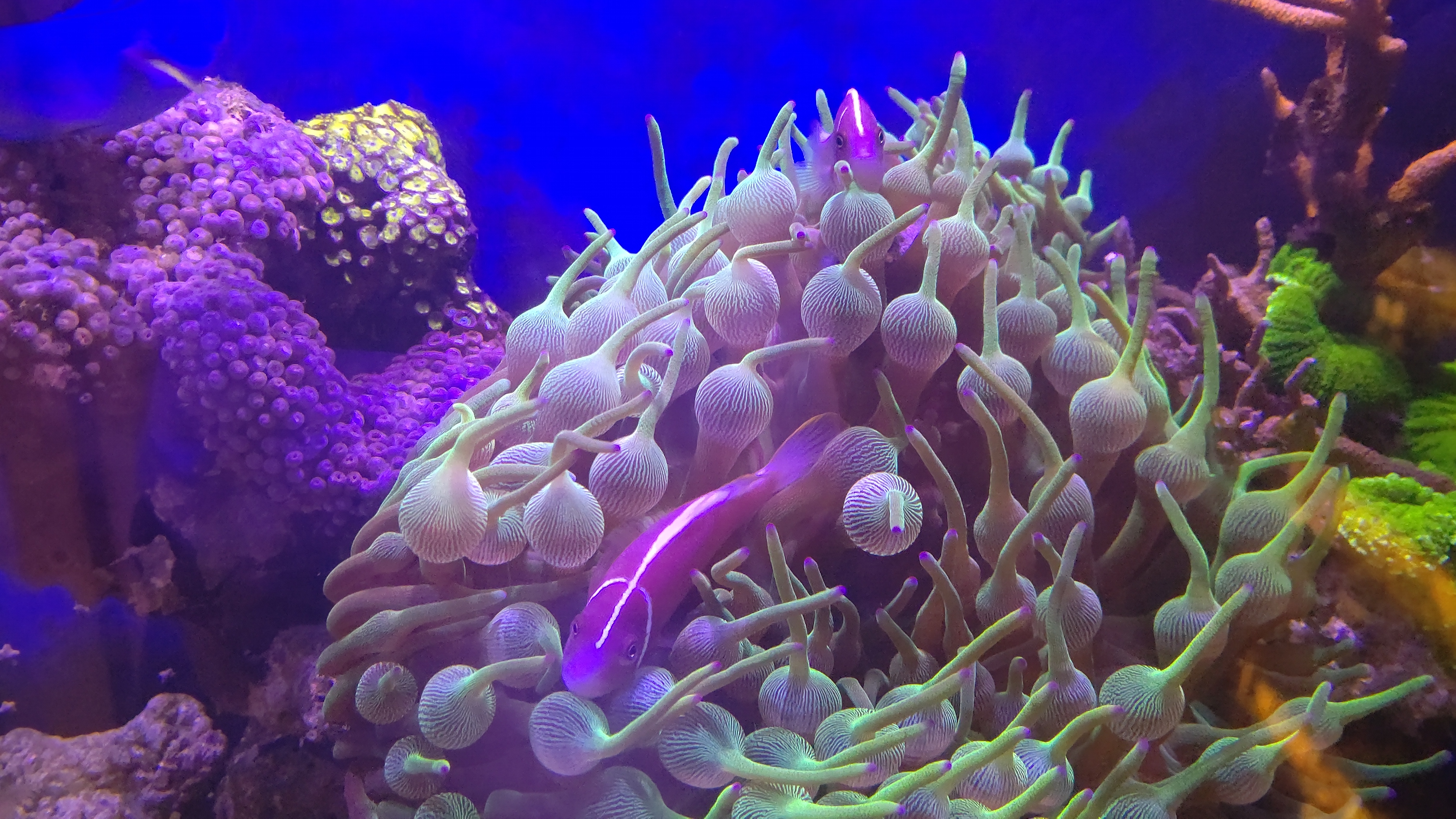 サンゴイソギン